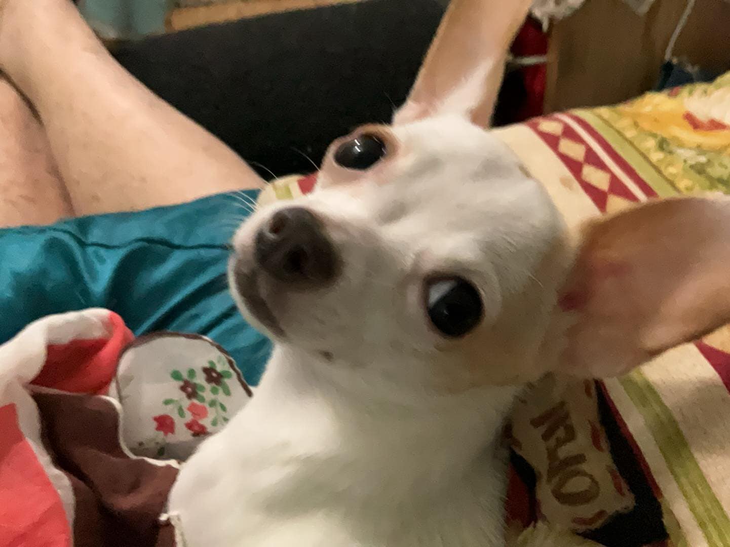 Lily