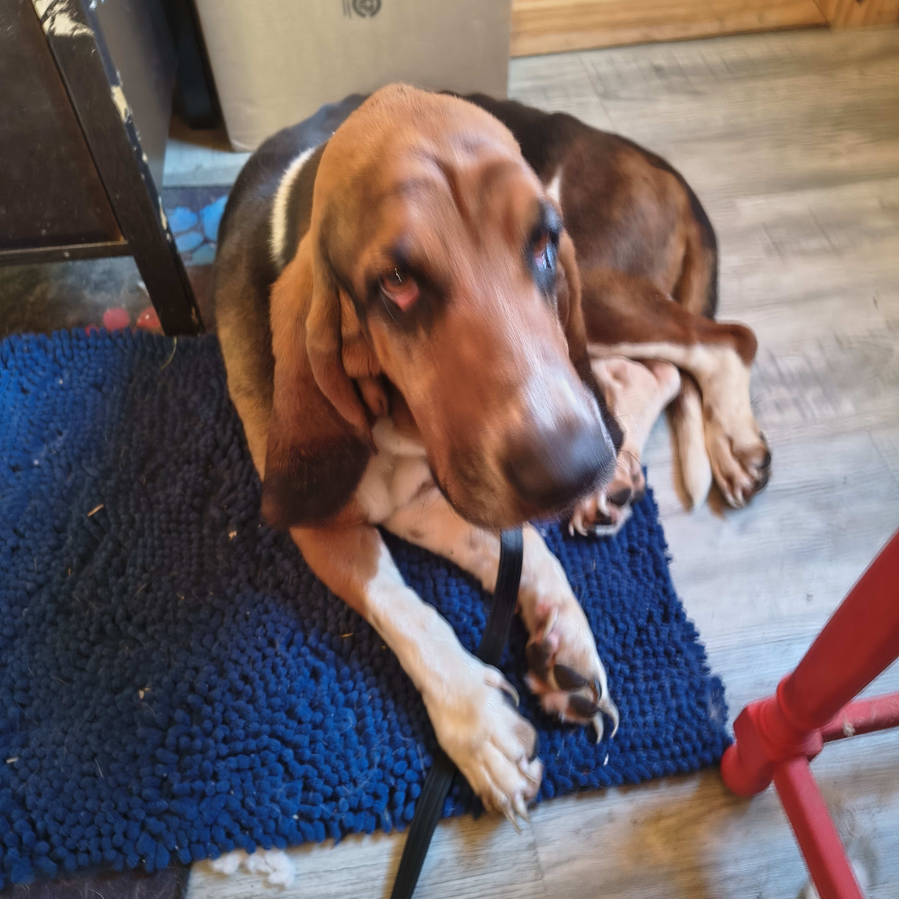 Louie