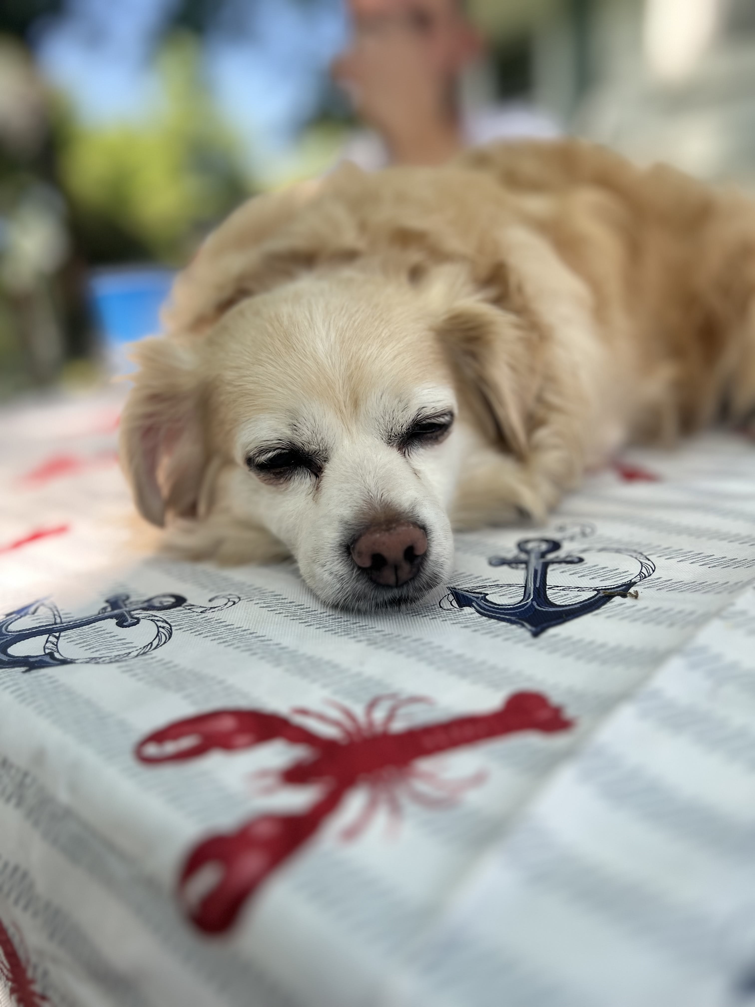 Chico