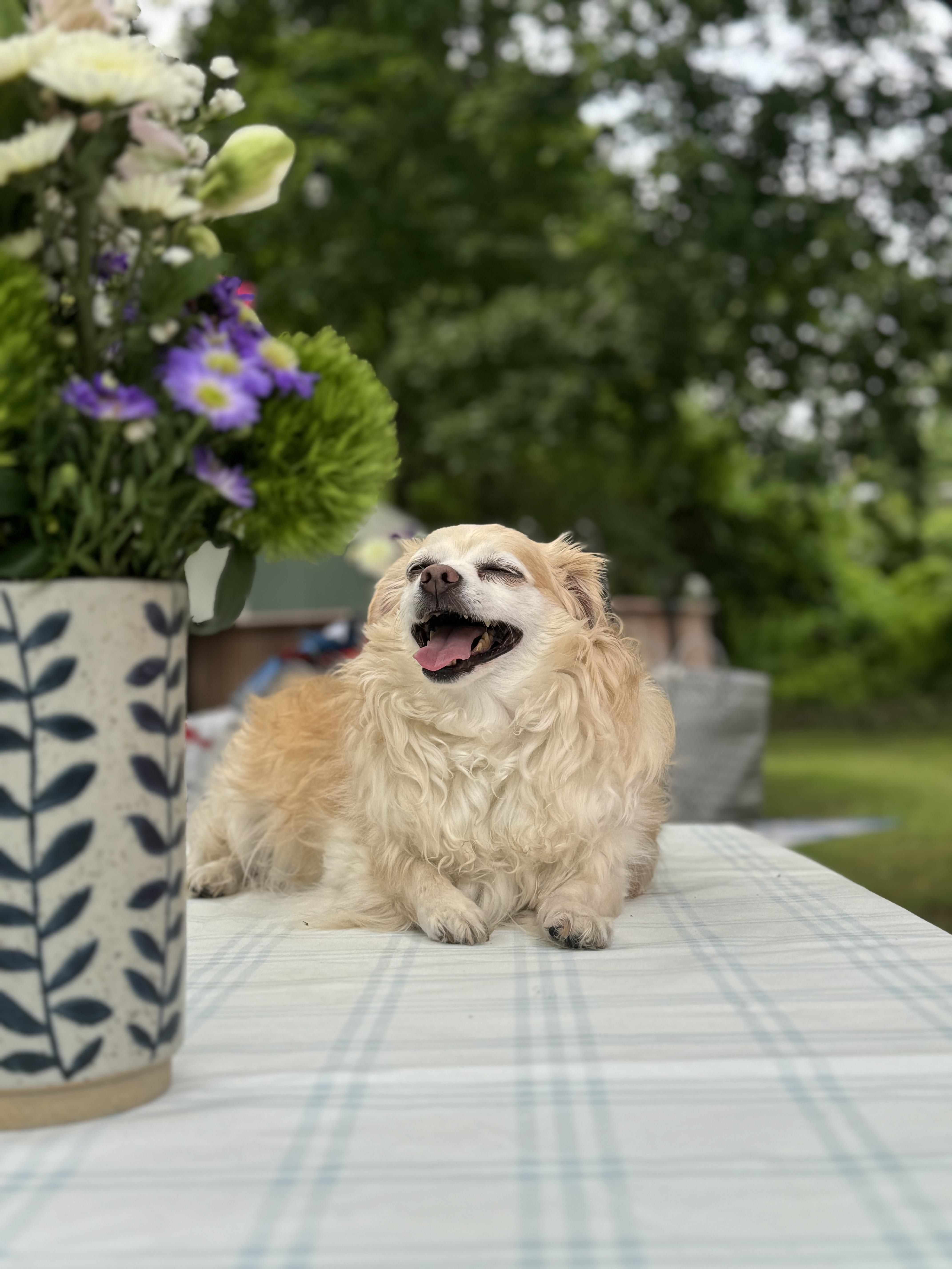 Chico