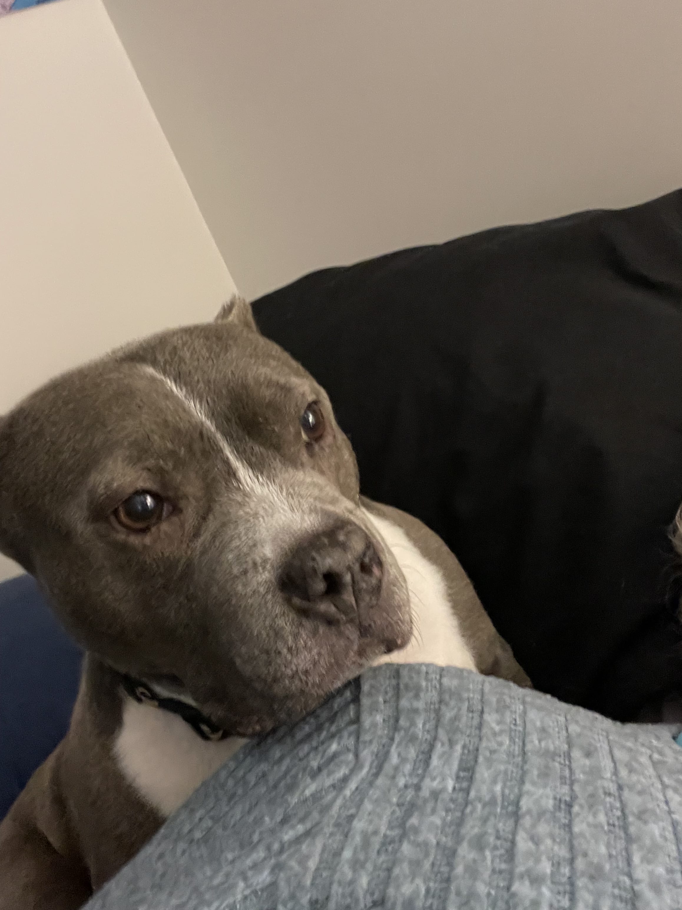 Nova