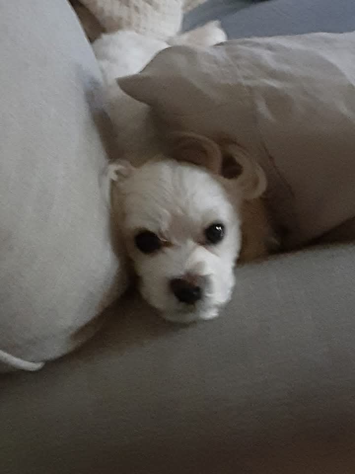 Loki
