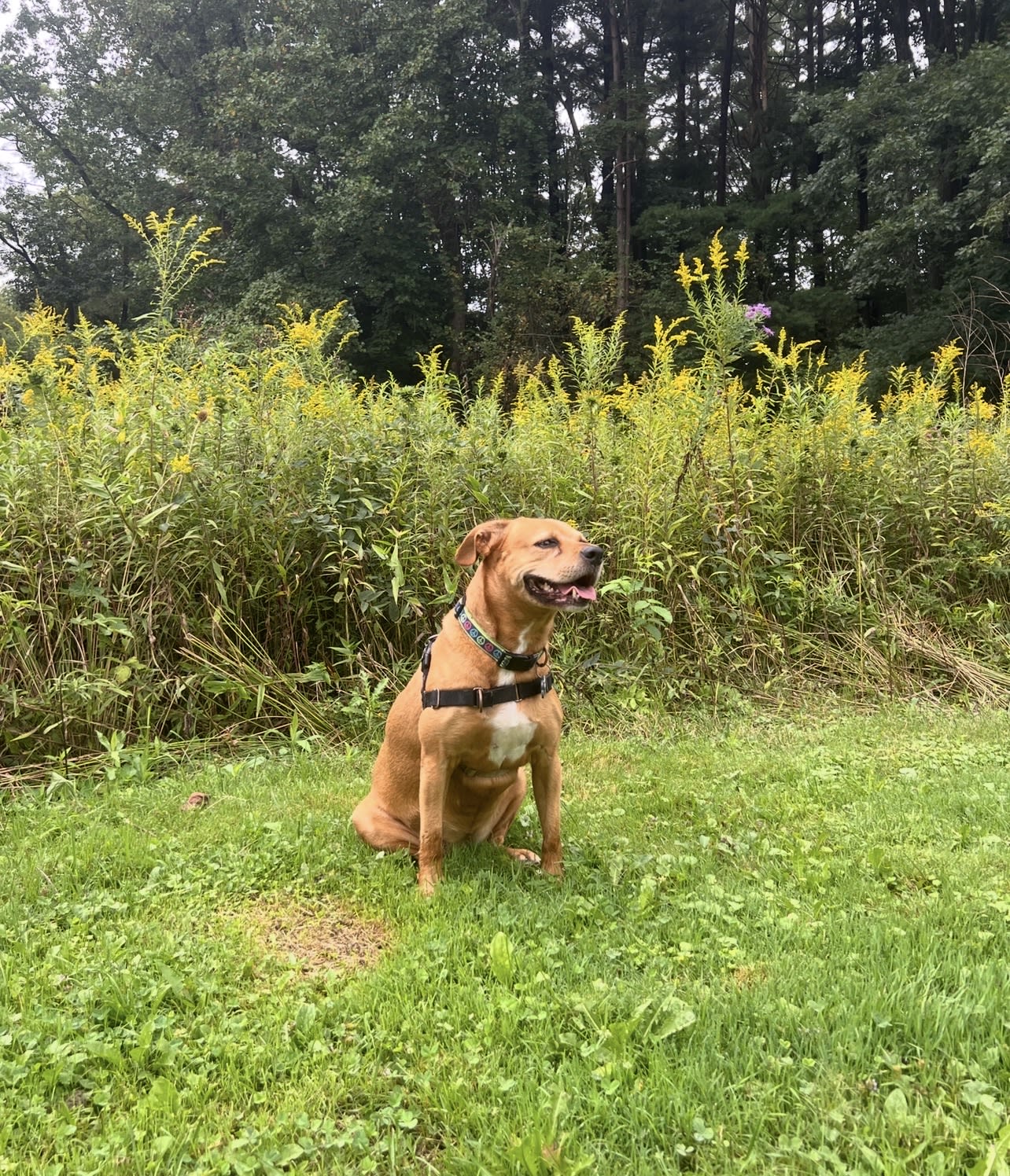 Tilly