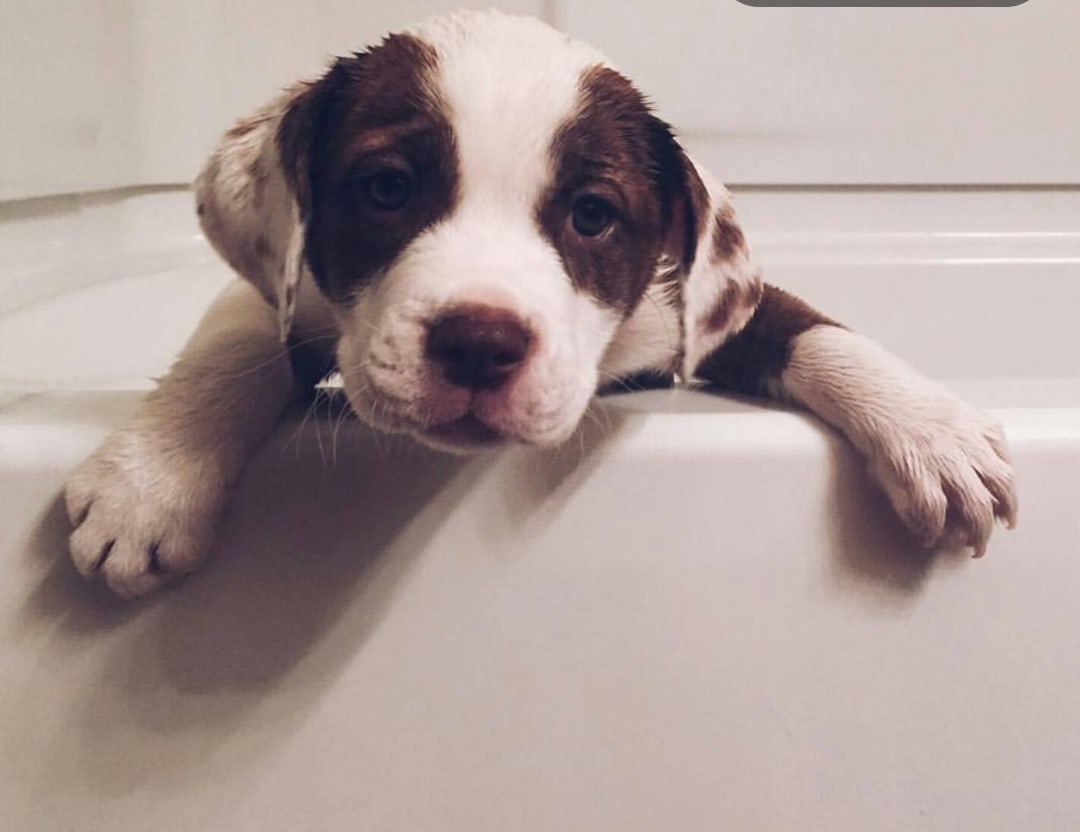 Xena
