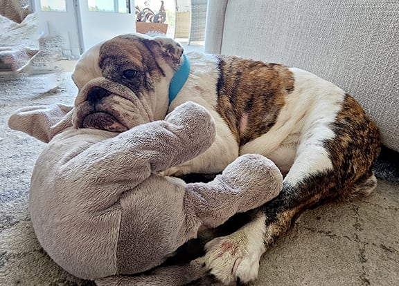 Skye and Rumble
