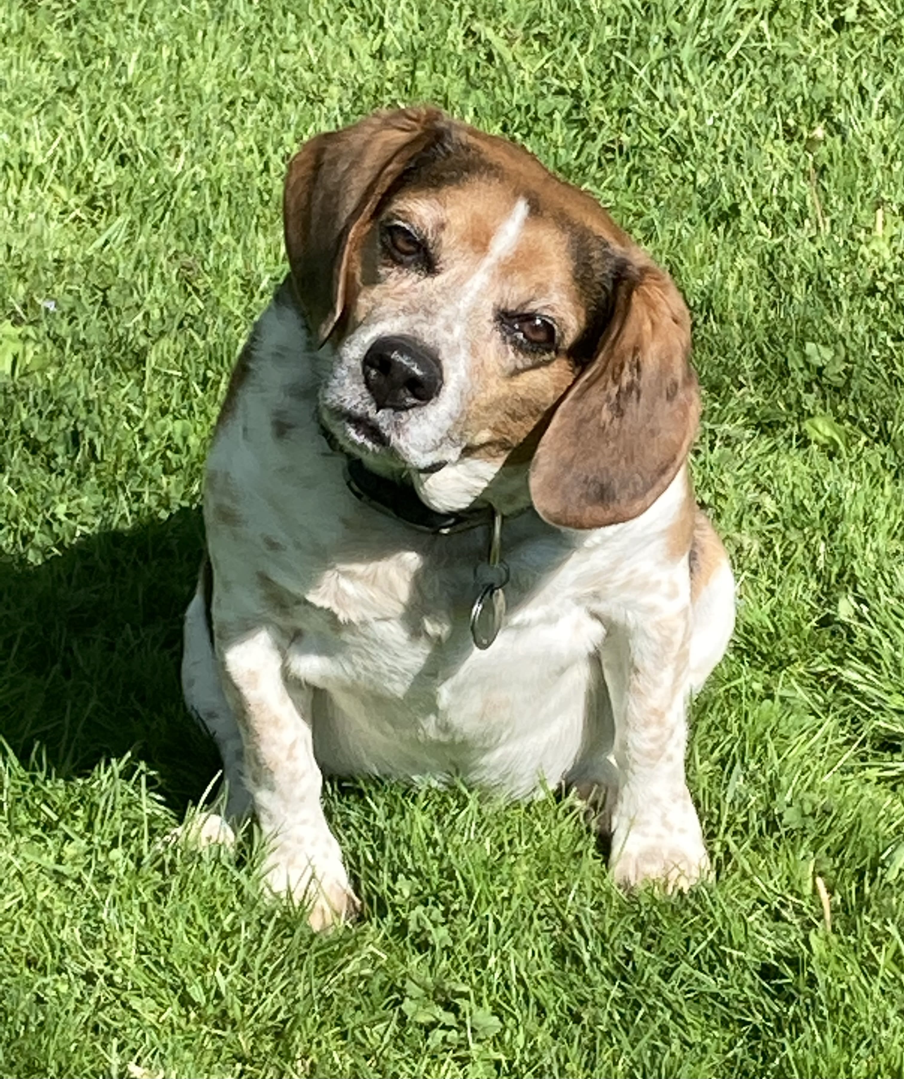 Brigadier Brigadier