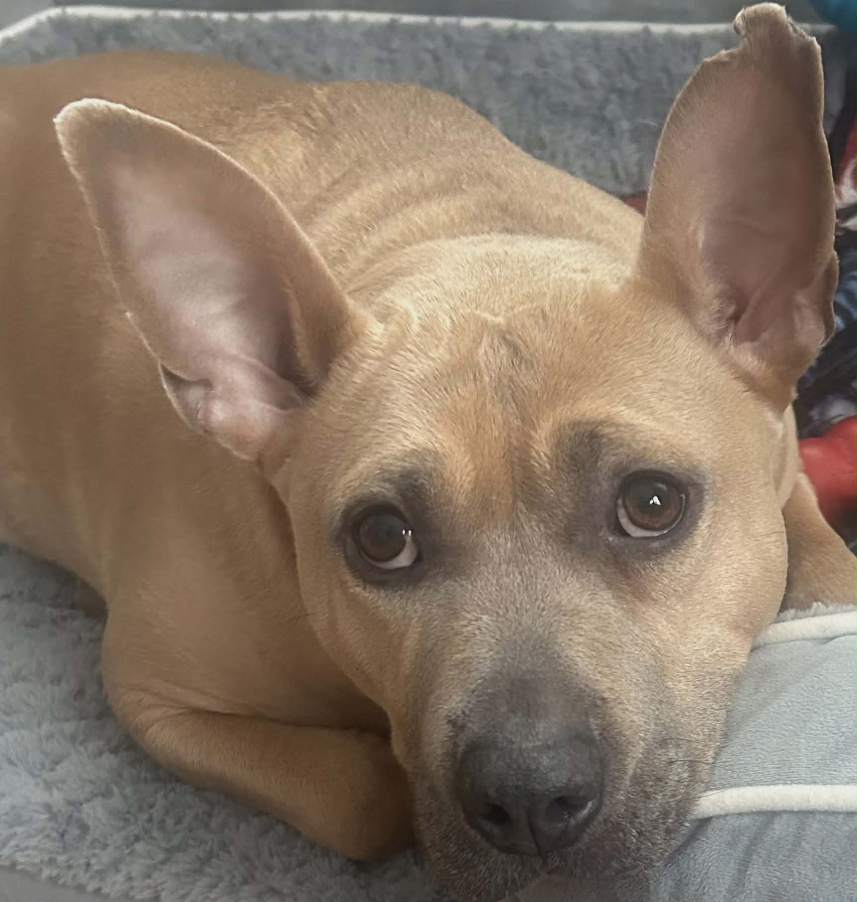 Casey