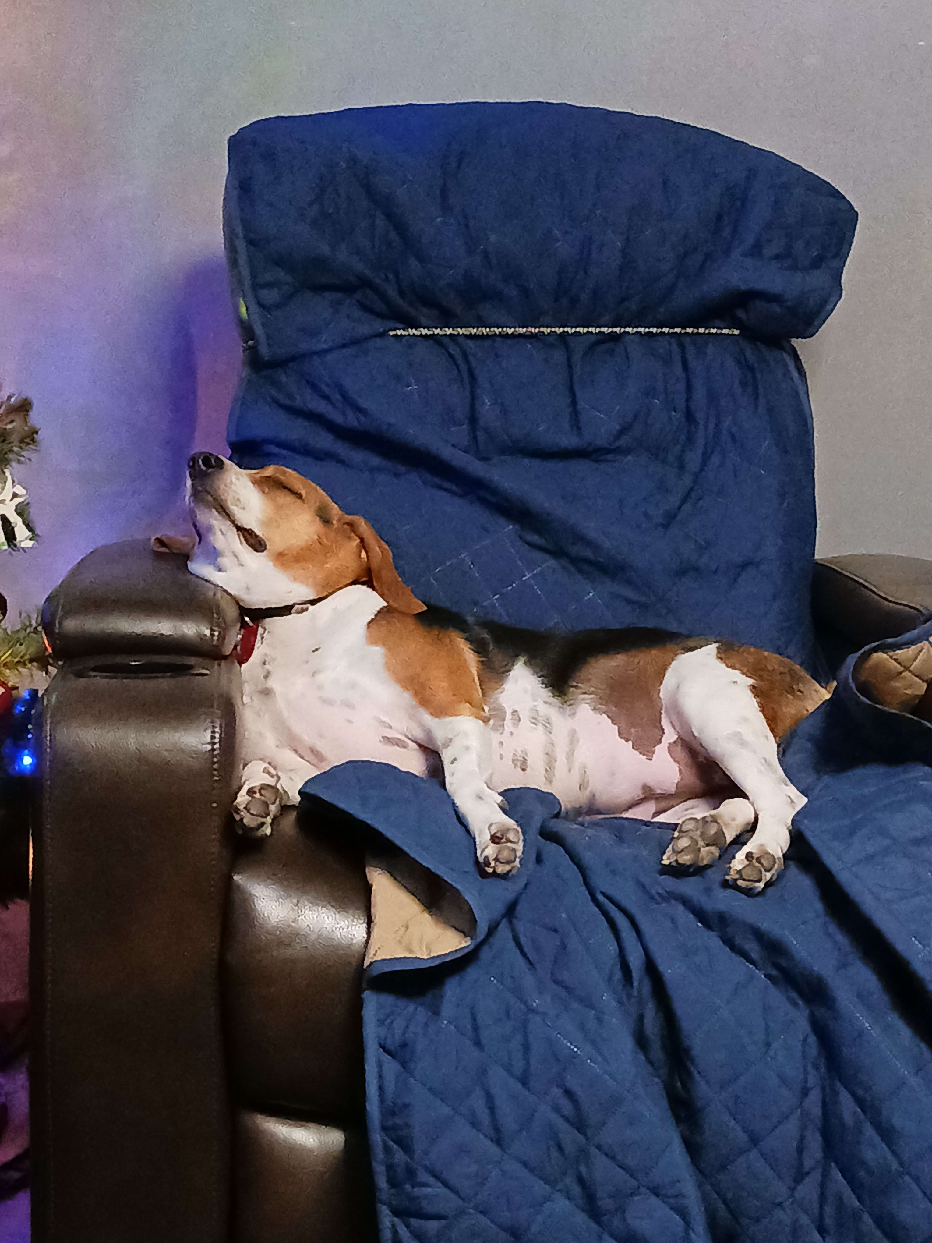 Bean