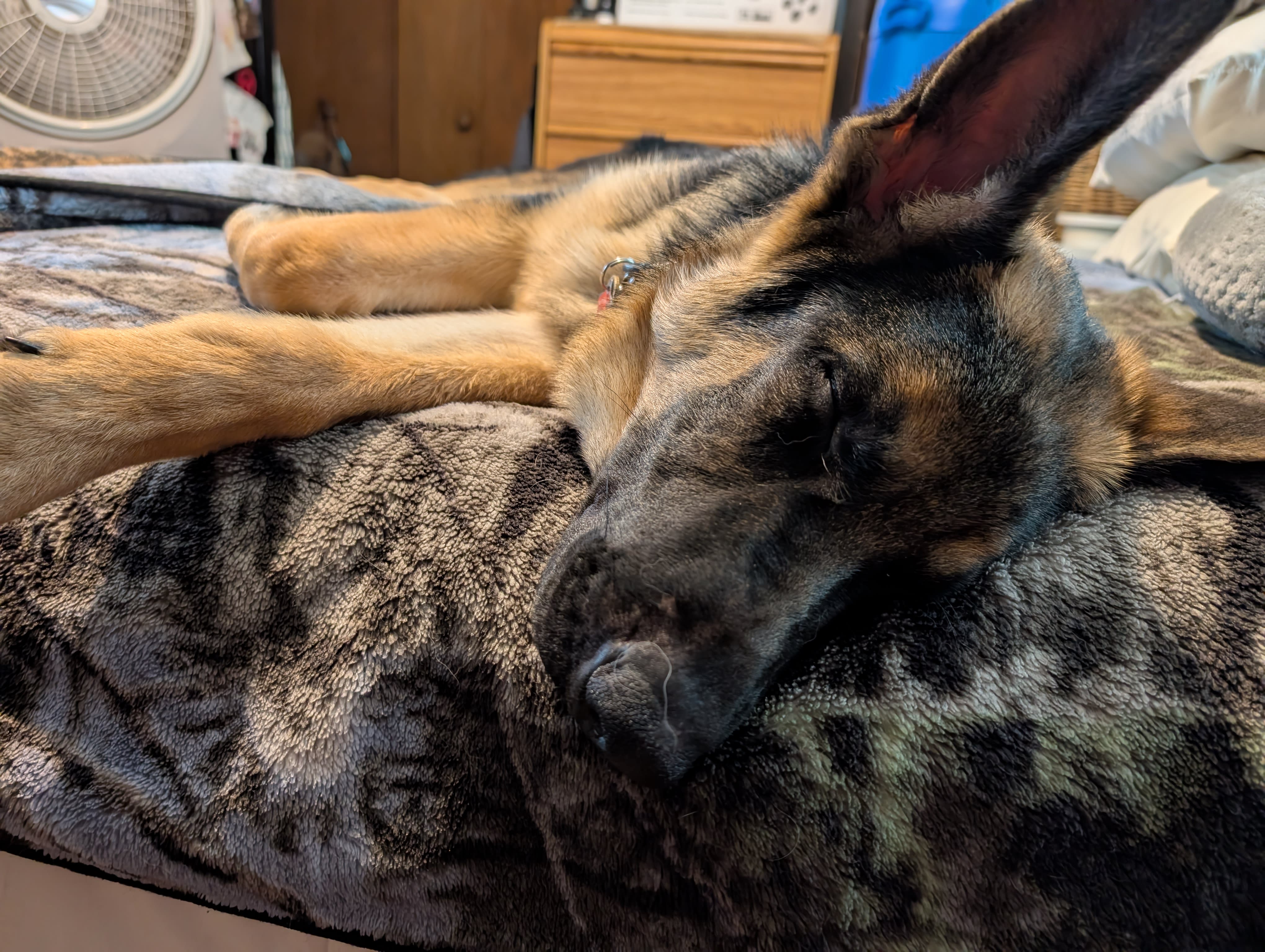 Sarge