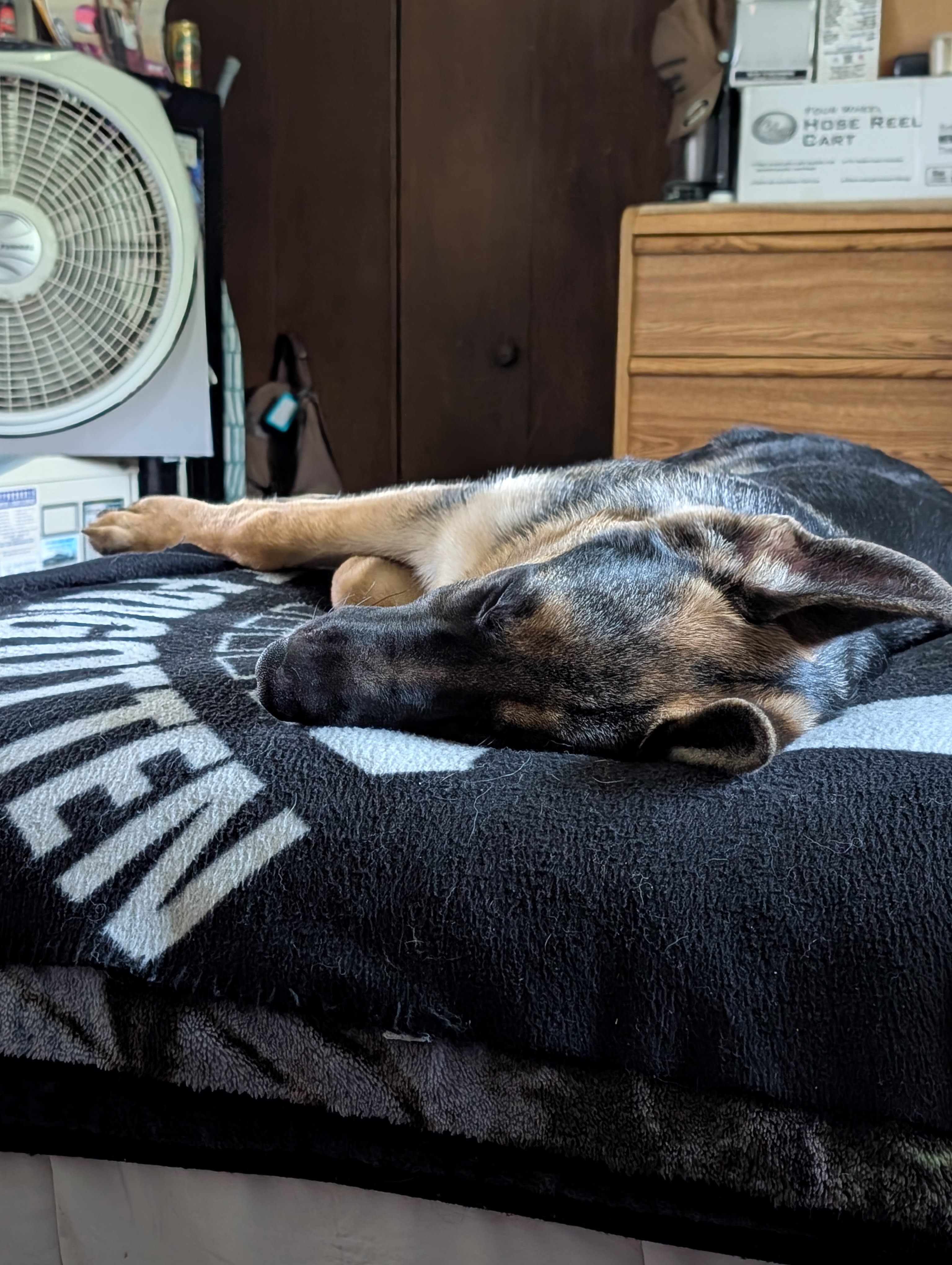 Sarge