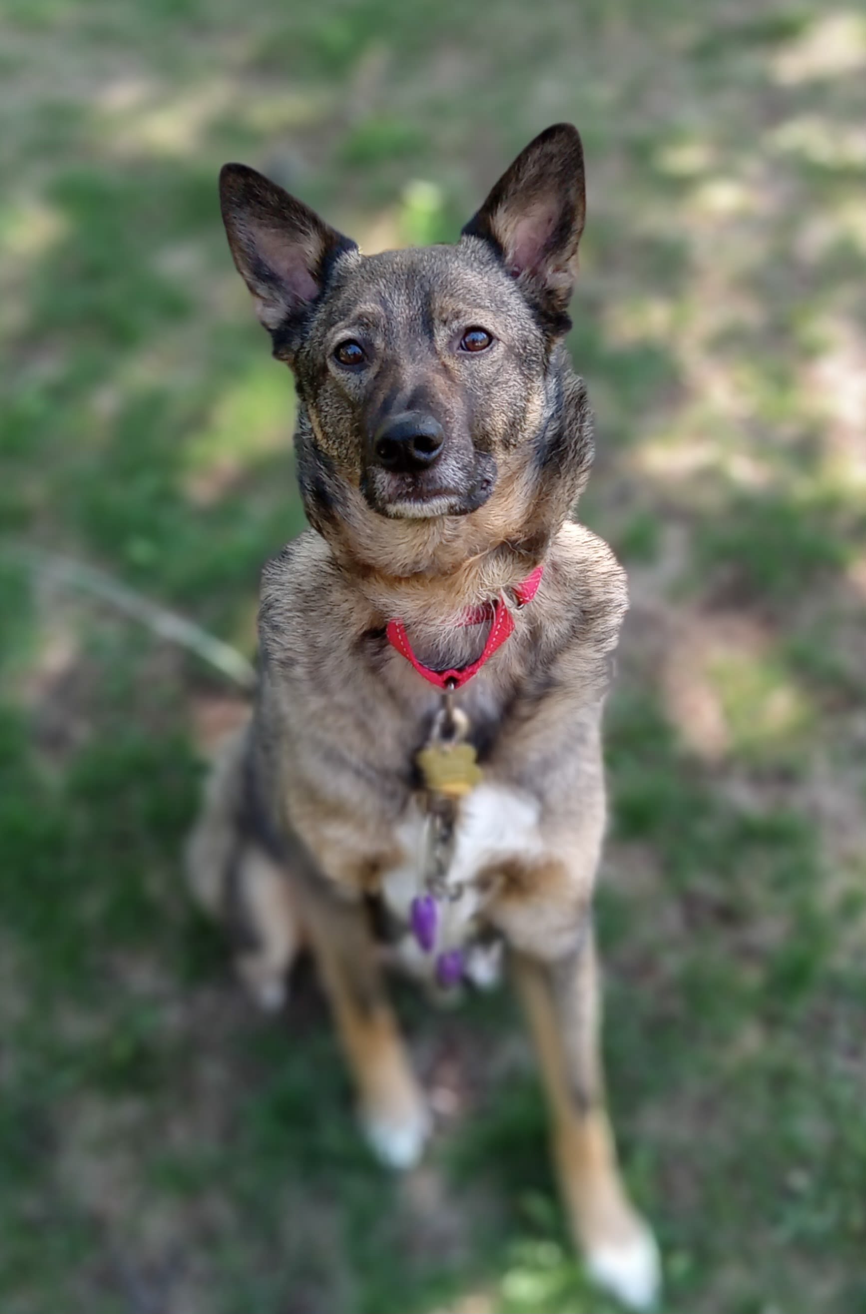 Koda Maya Ivy