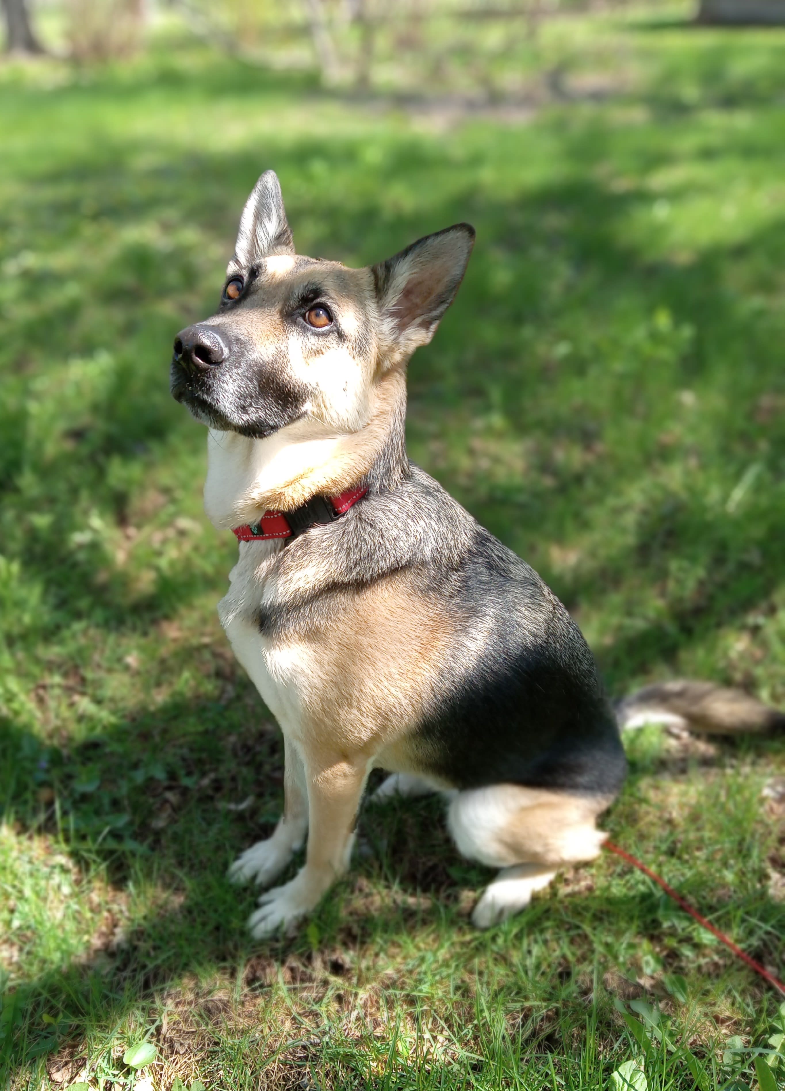 Koda Maya Ivy