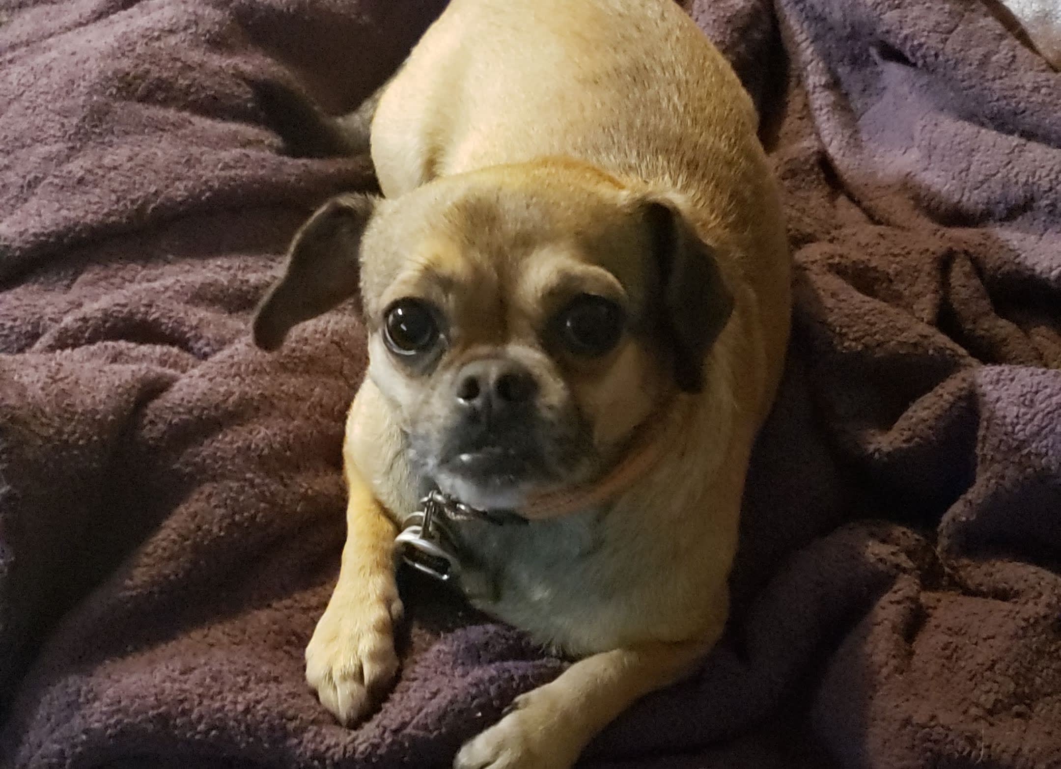 Stella
