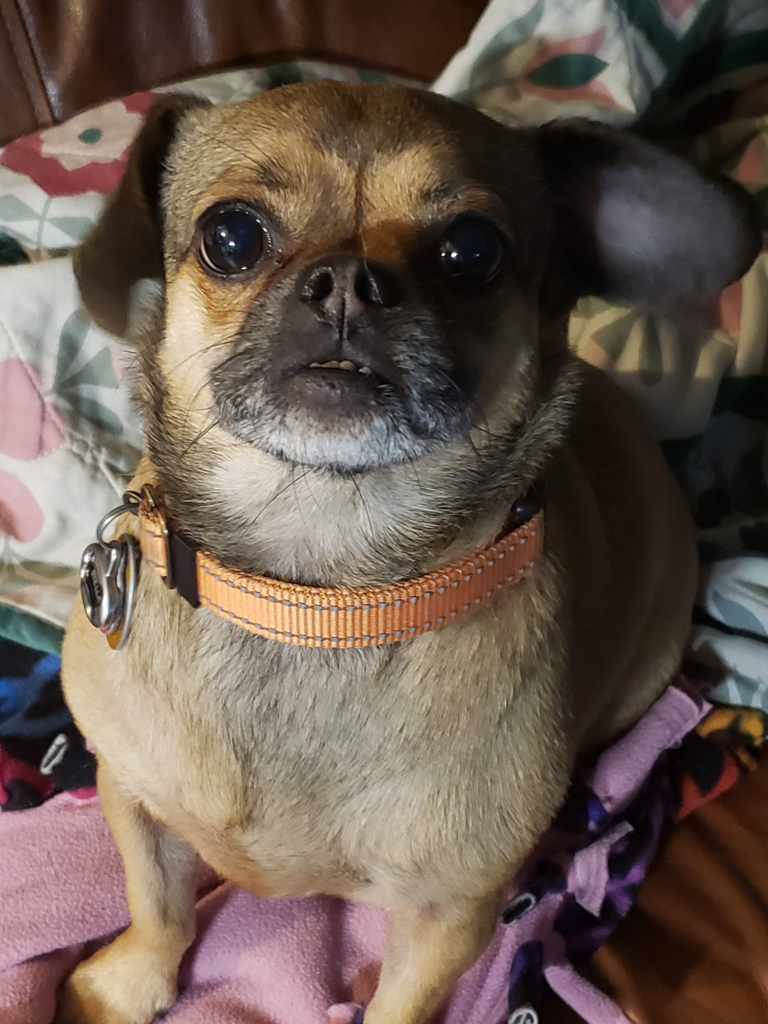 Stella