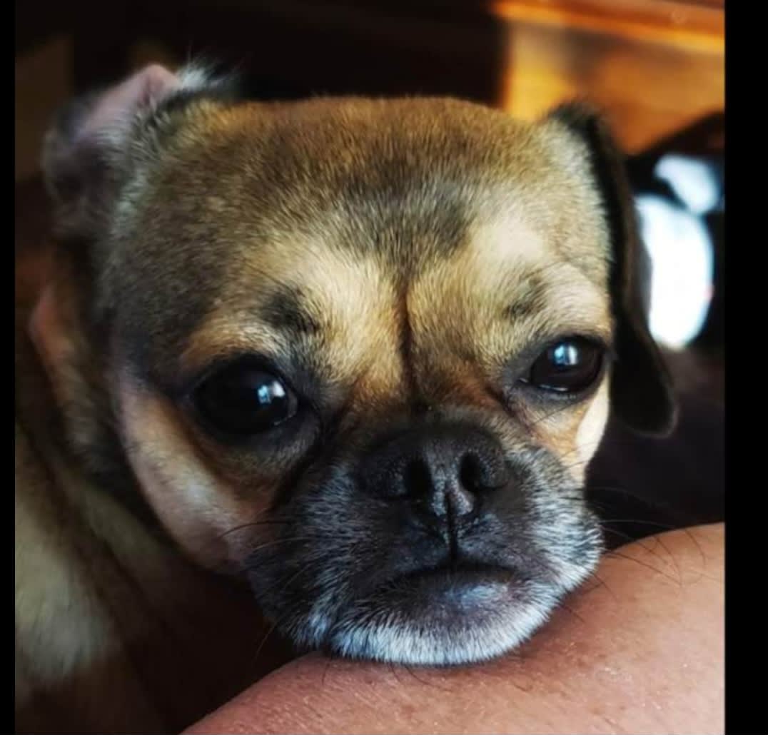Stella