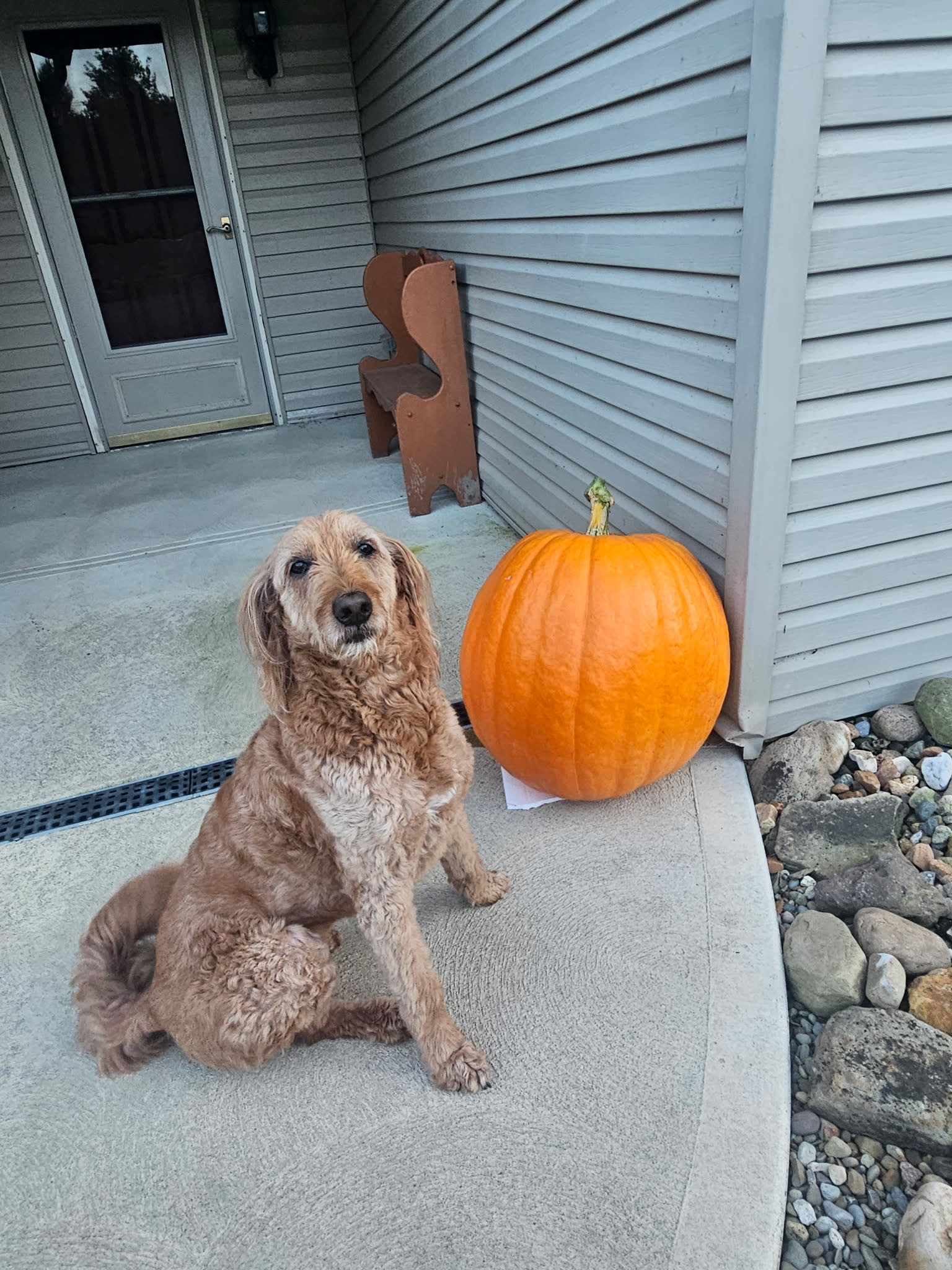 Lily