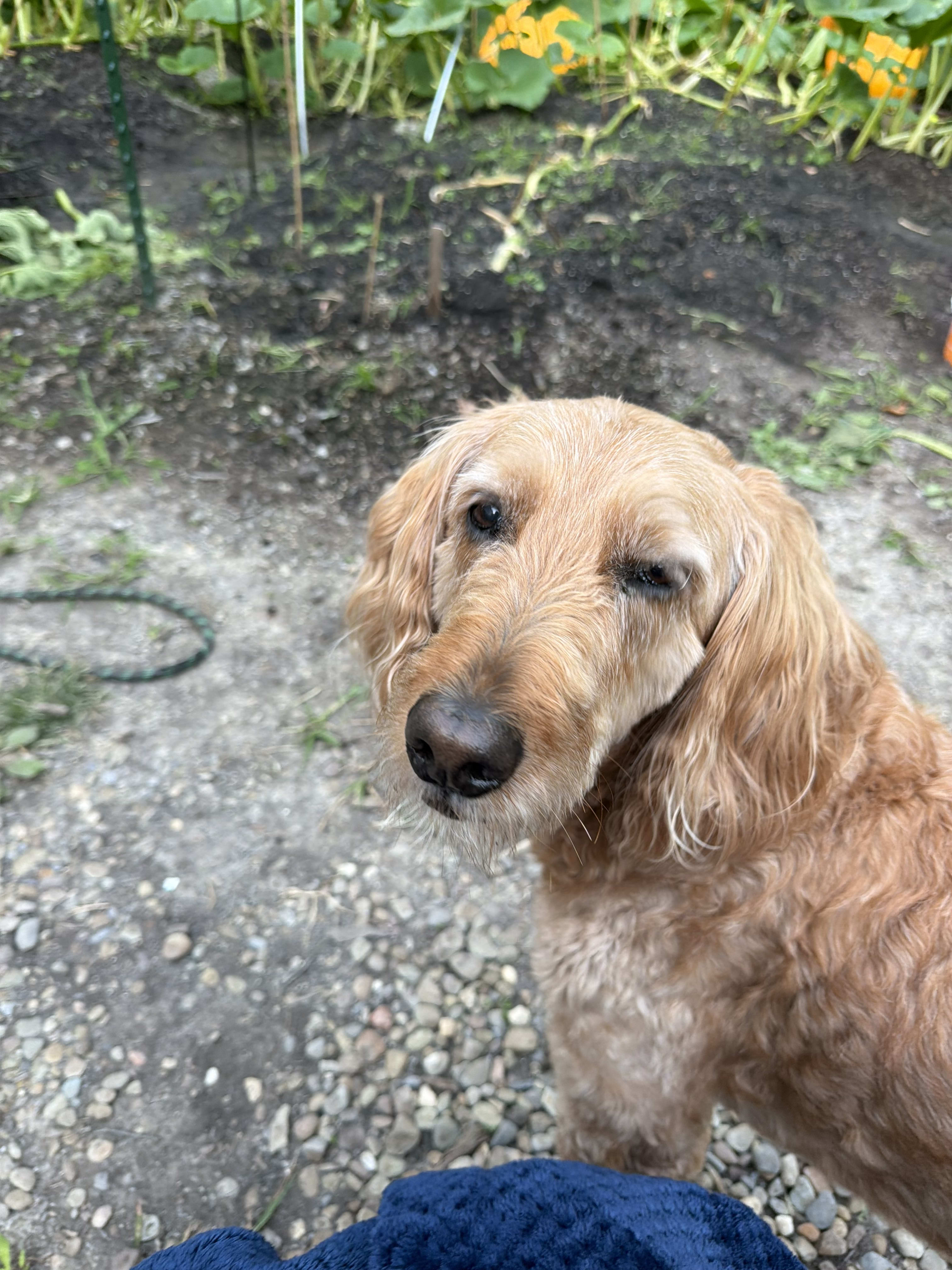 Lily