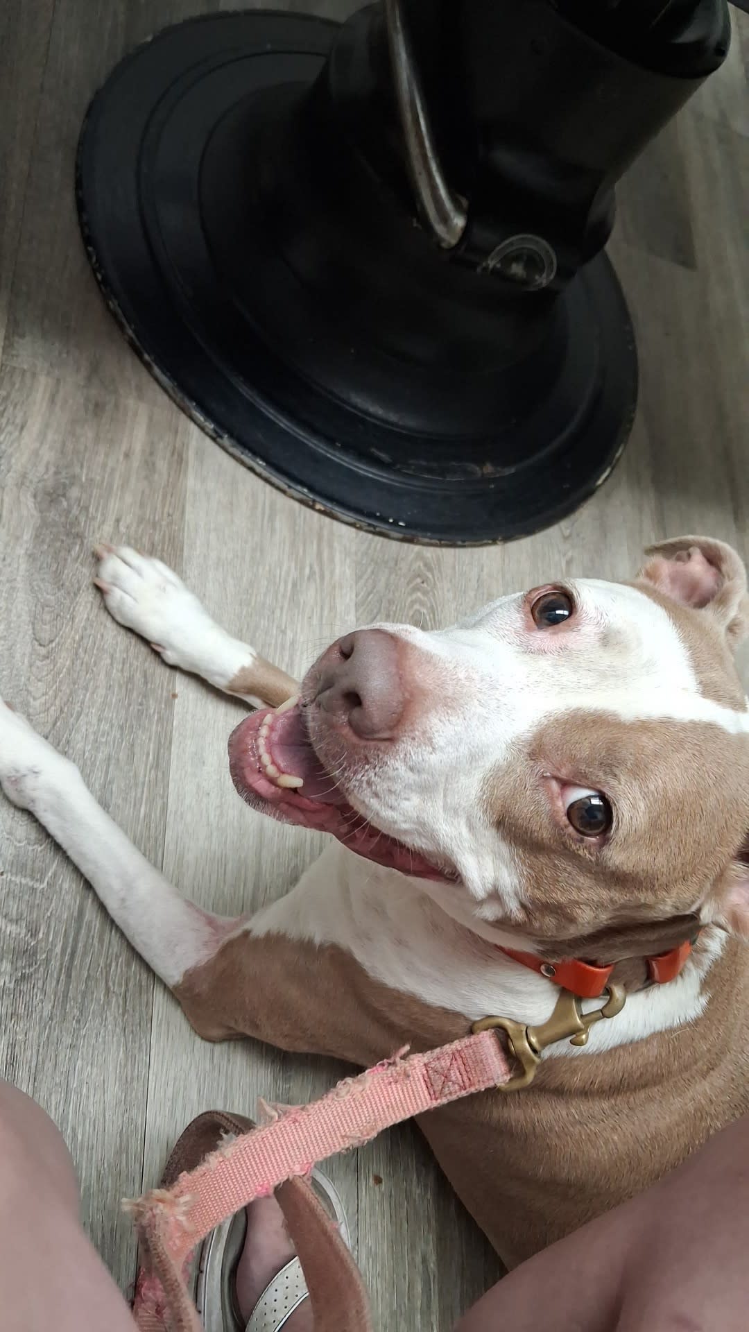 Nala