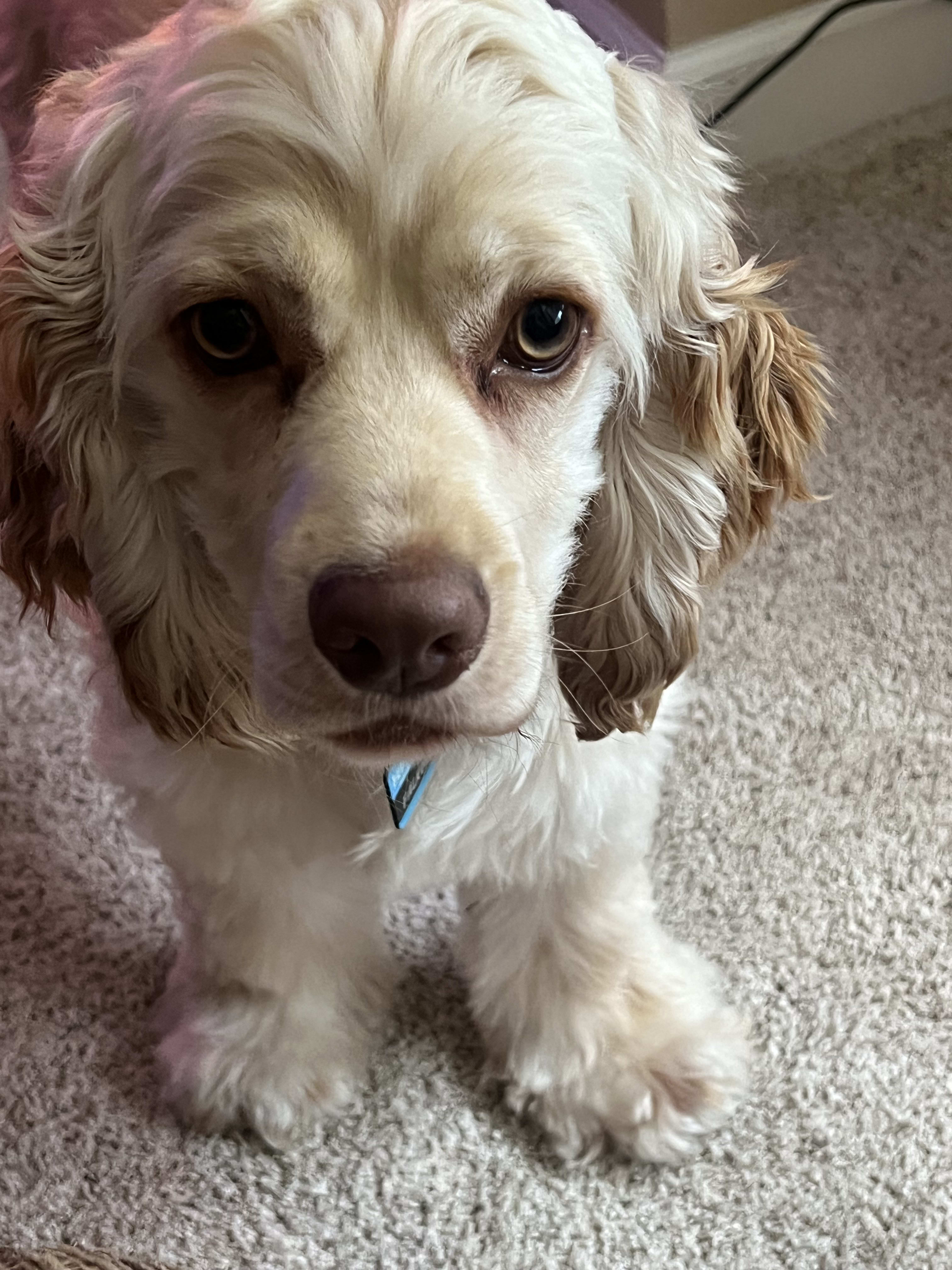 Falkor Falkor