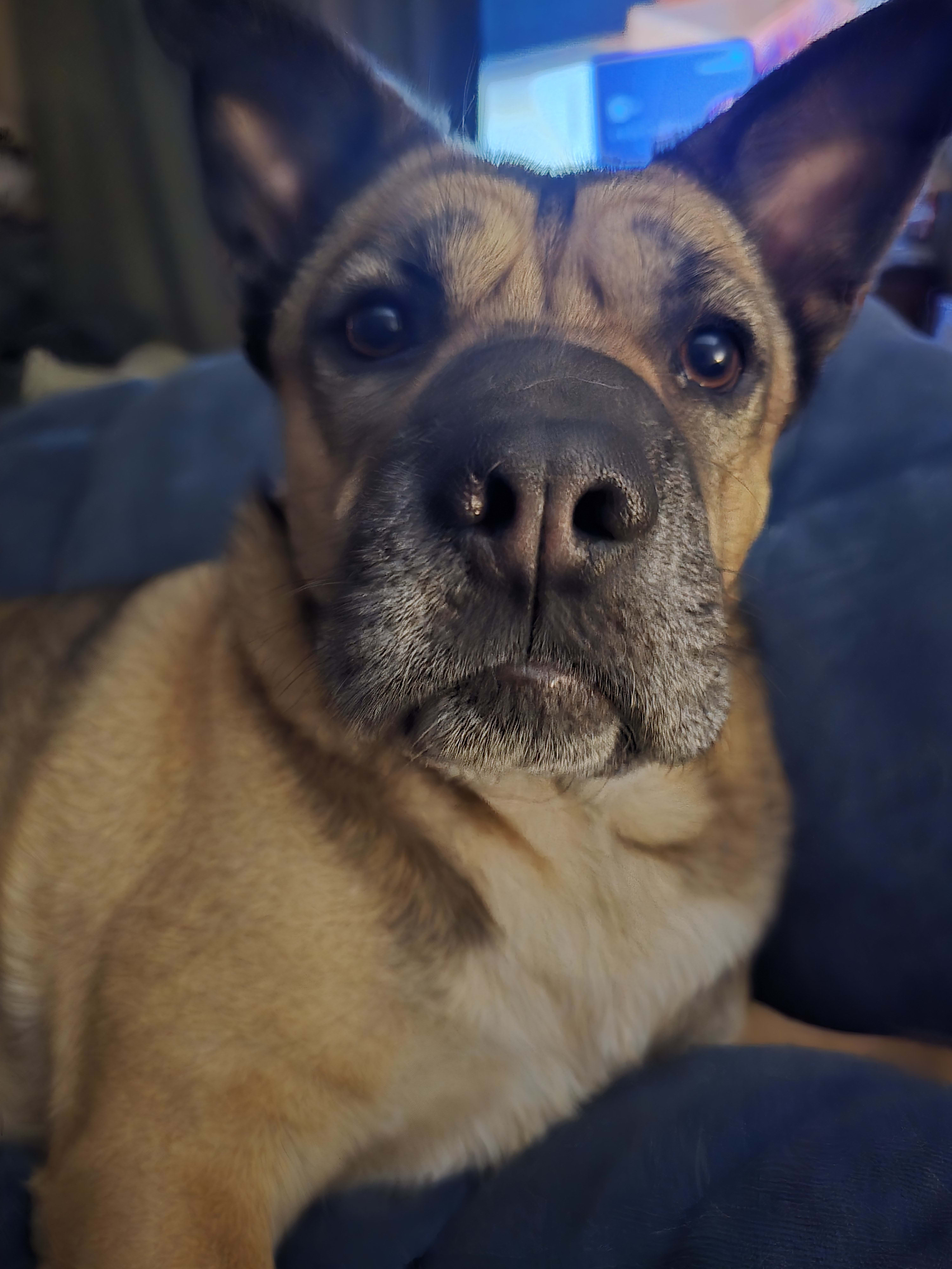 Heidi Heidi