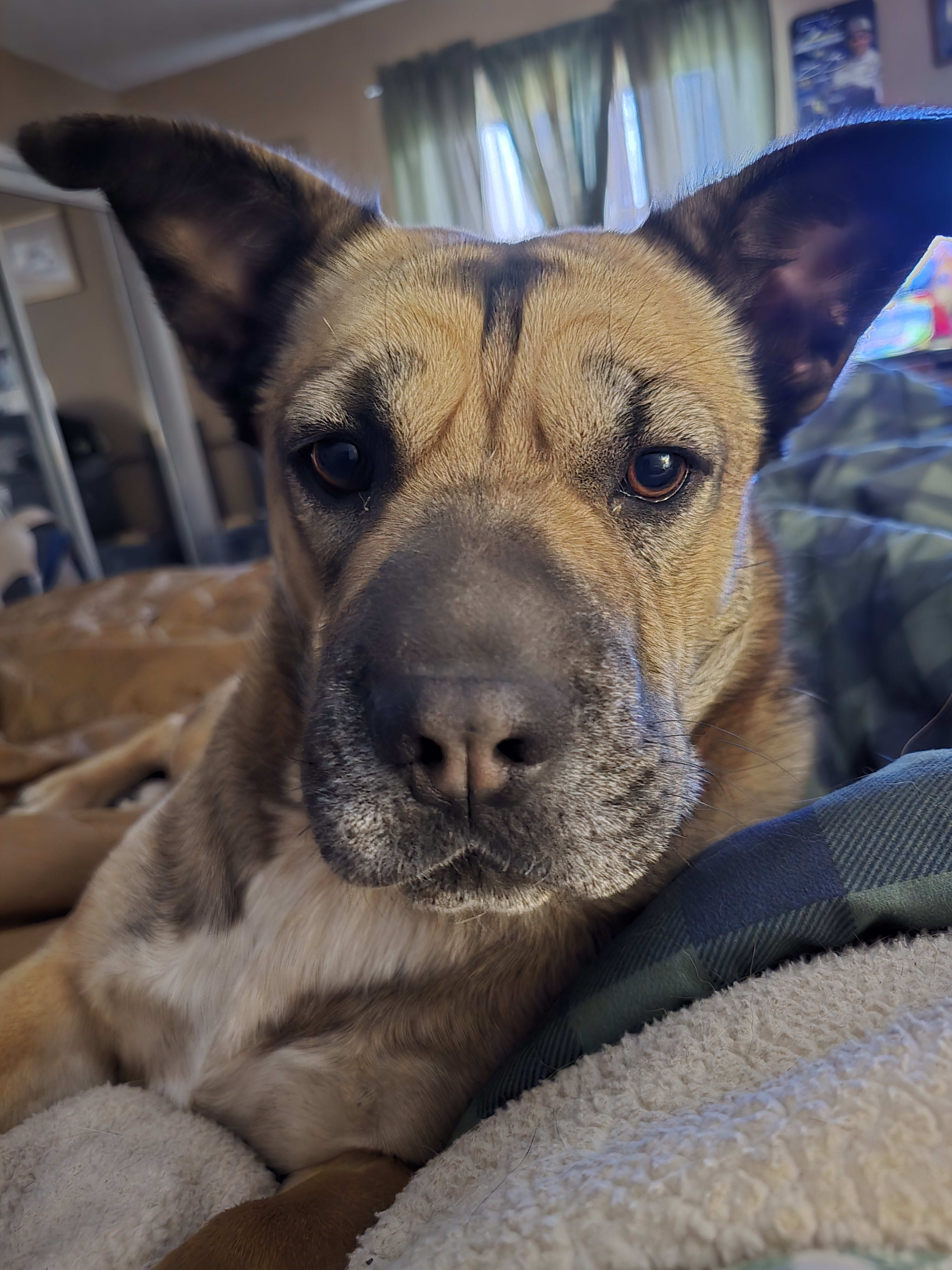 Heidi Heidi