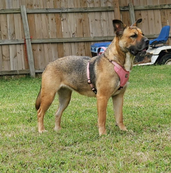 Heidi Heidi
