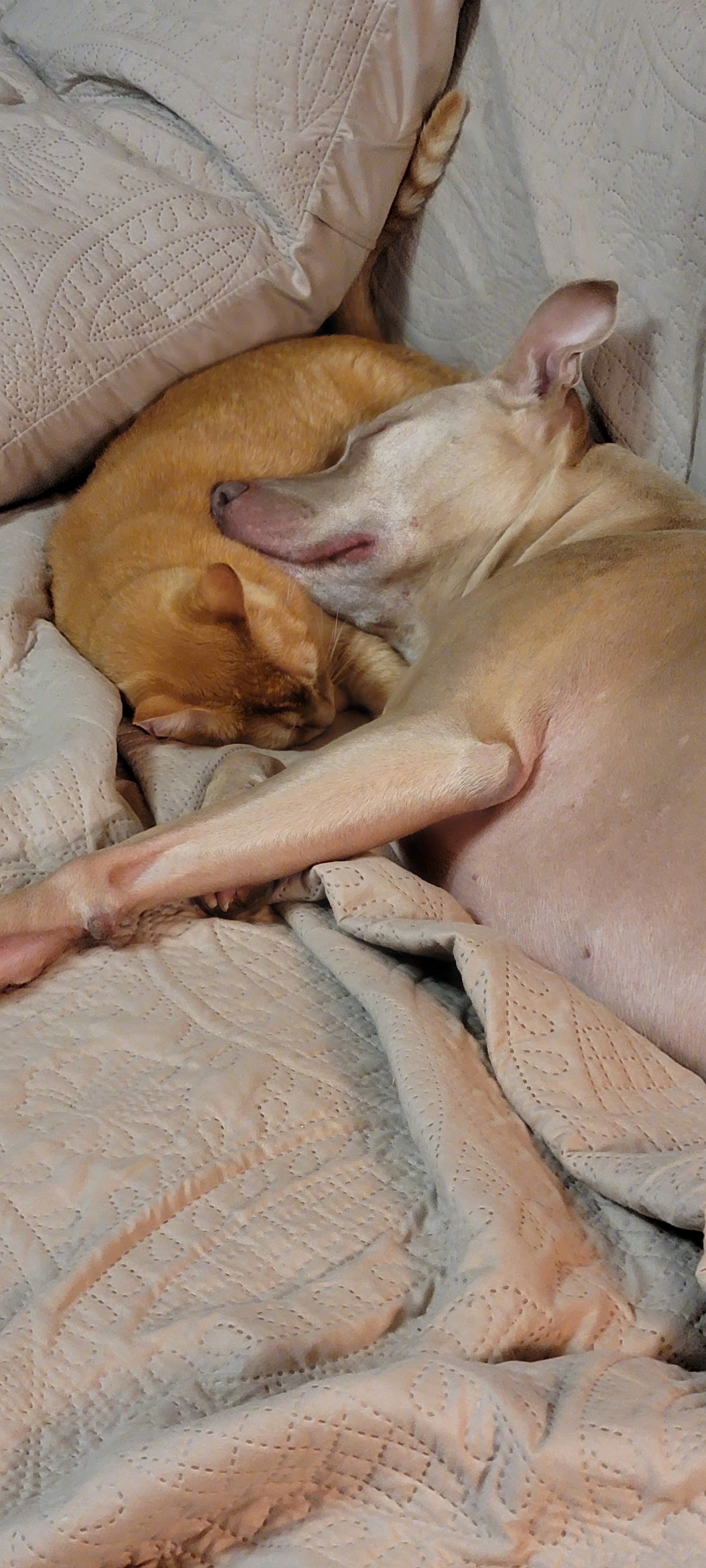 Lovey