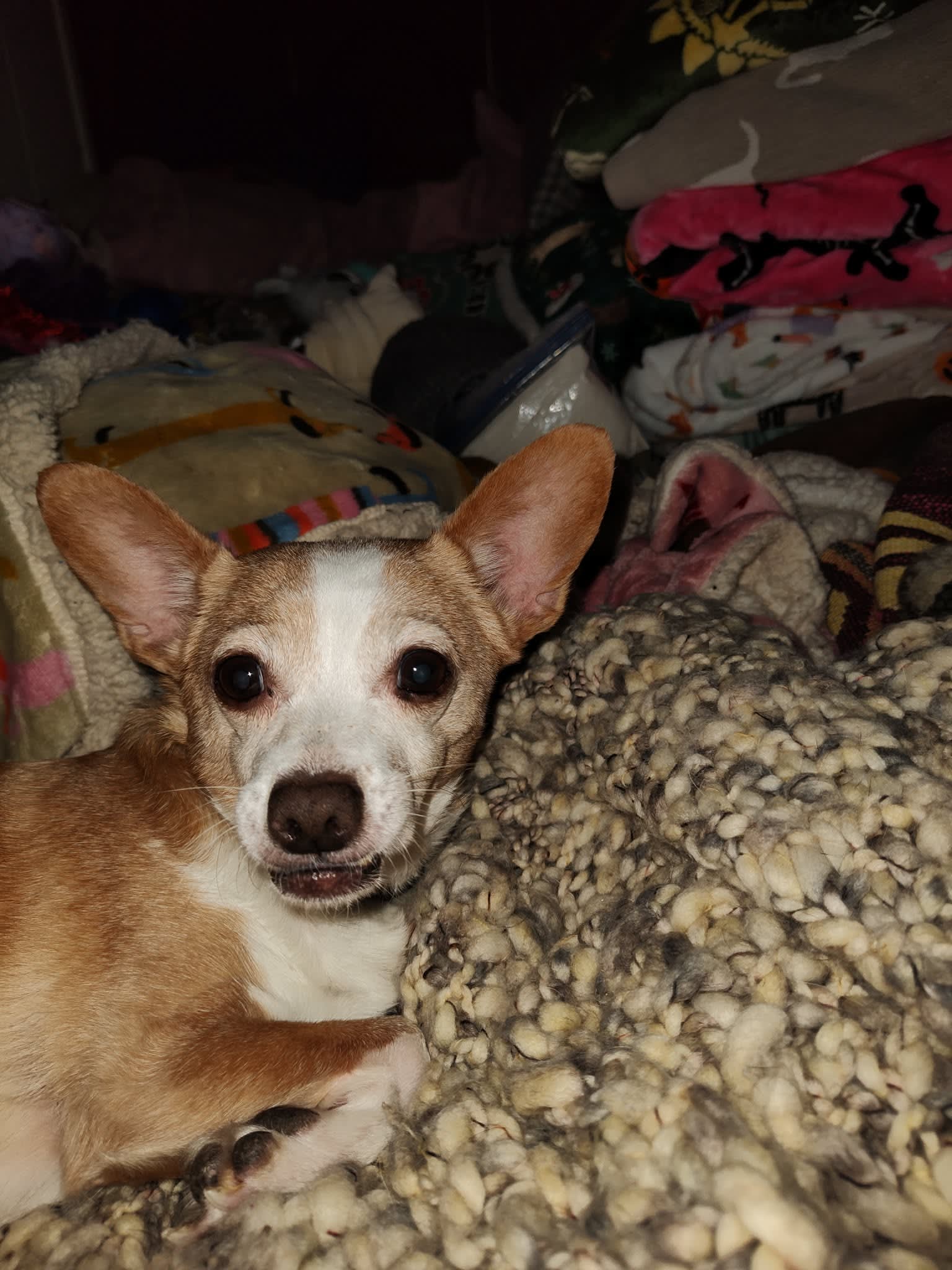 Lilly Belle Lilly Belle