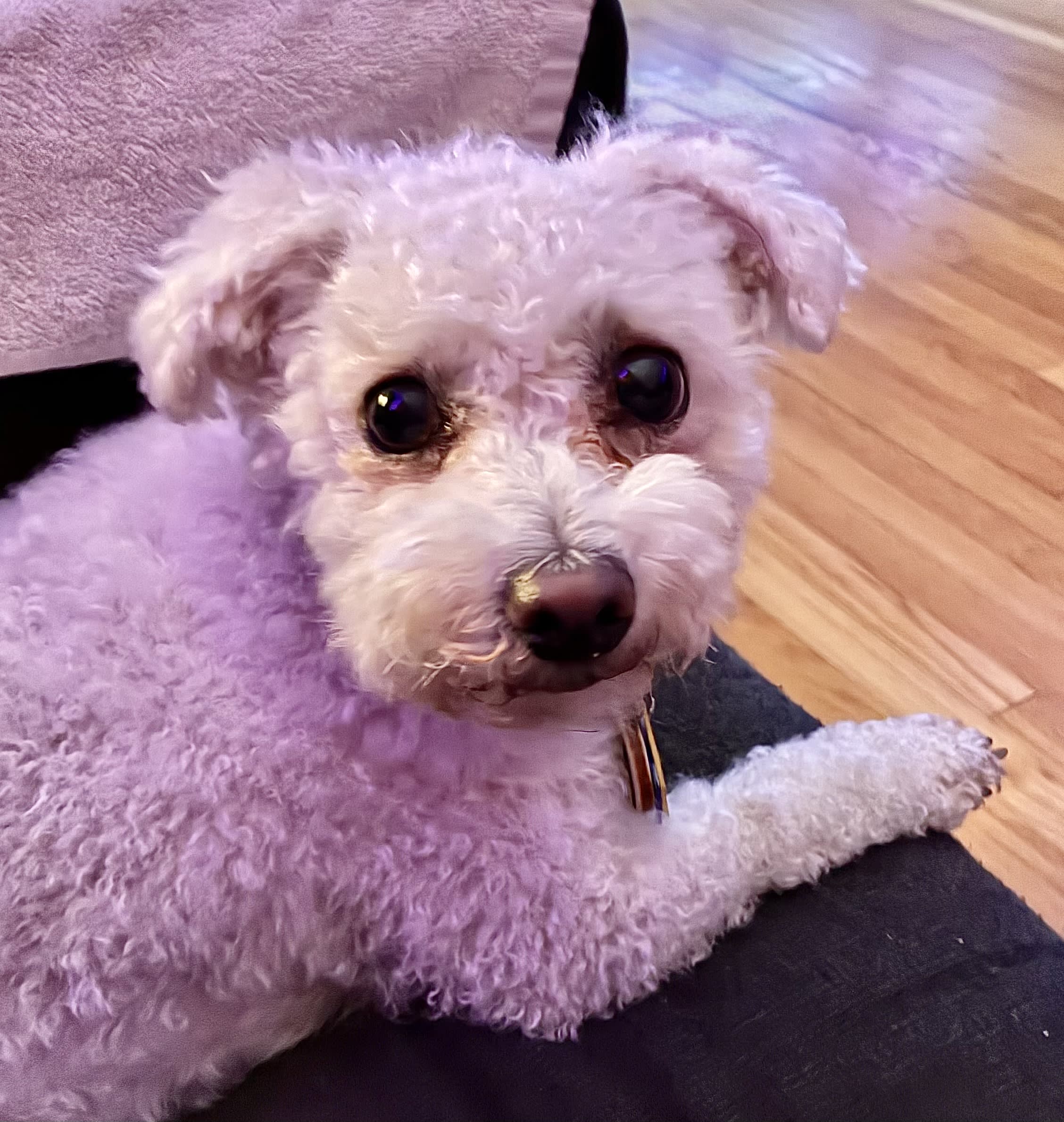 Penny