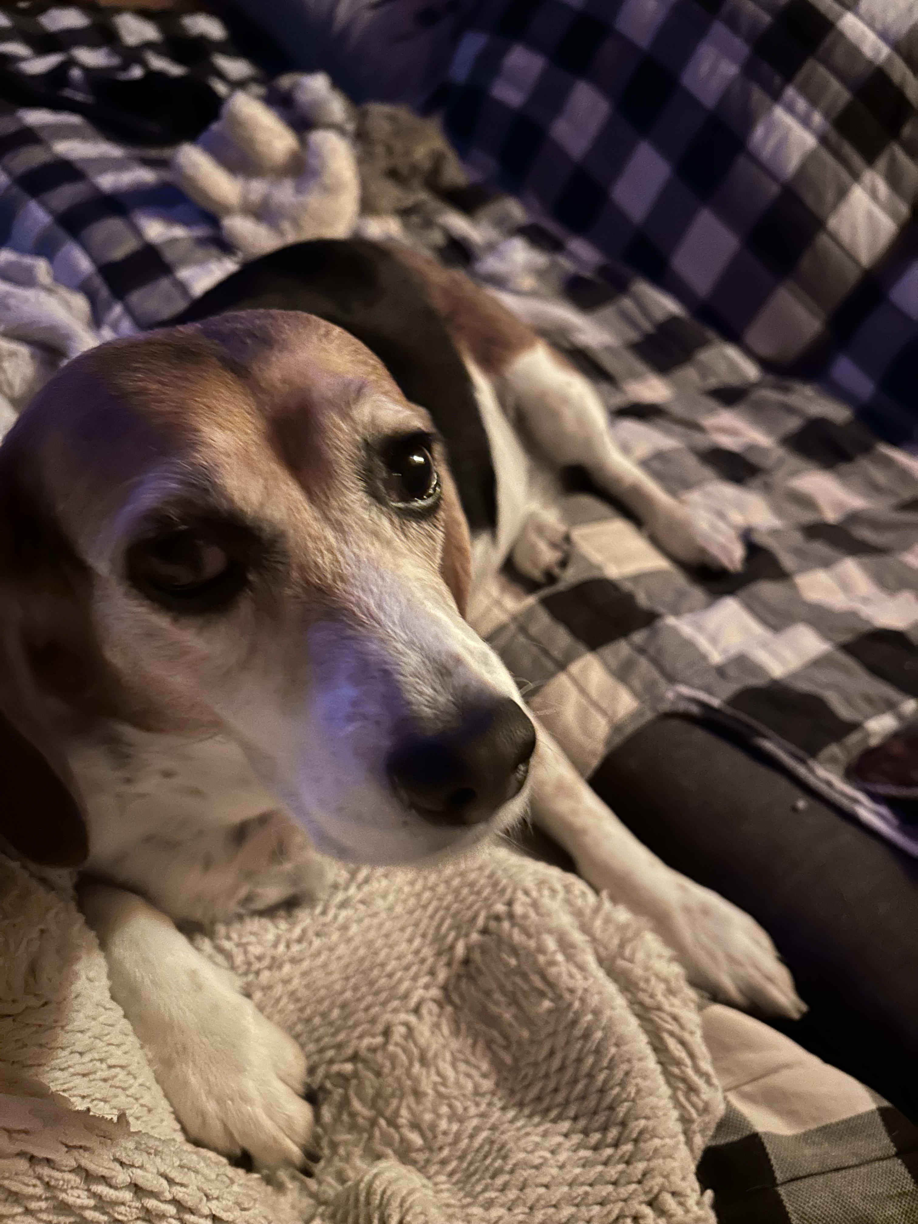 Daisy Mae Daisy Mae