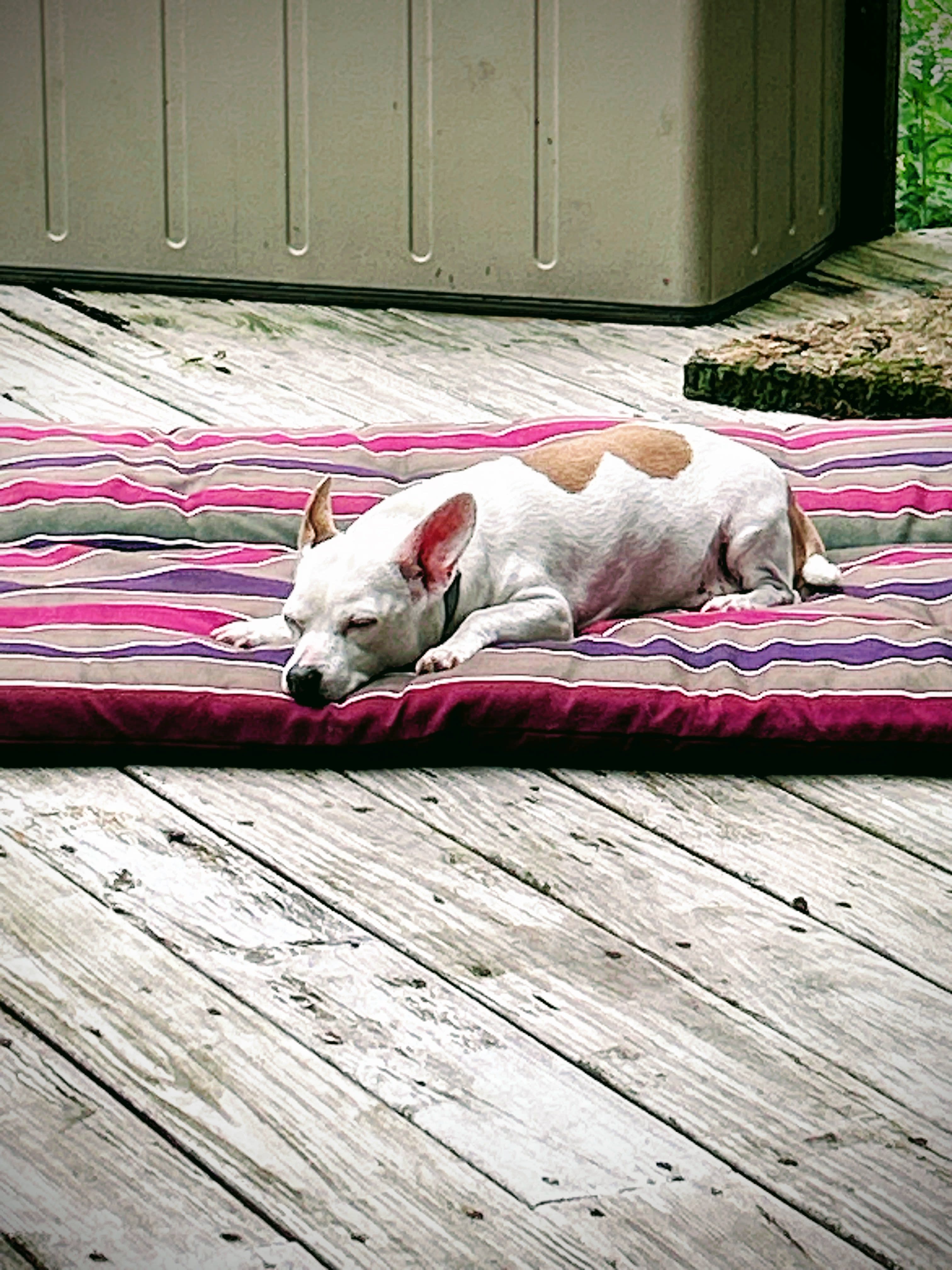 Daisy Mae Daisy Mae