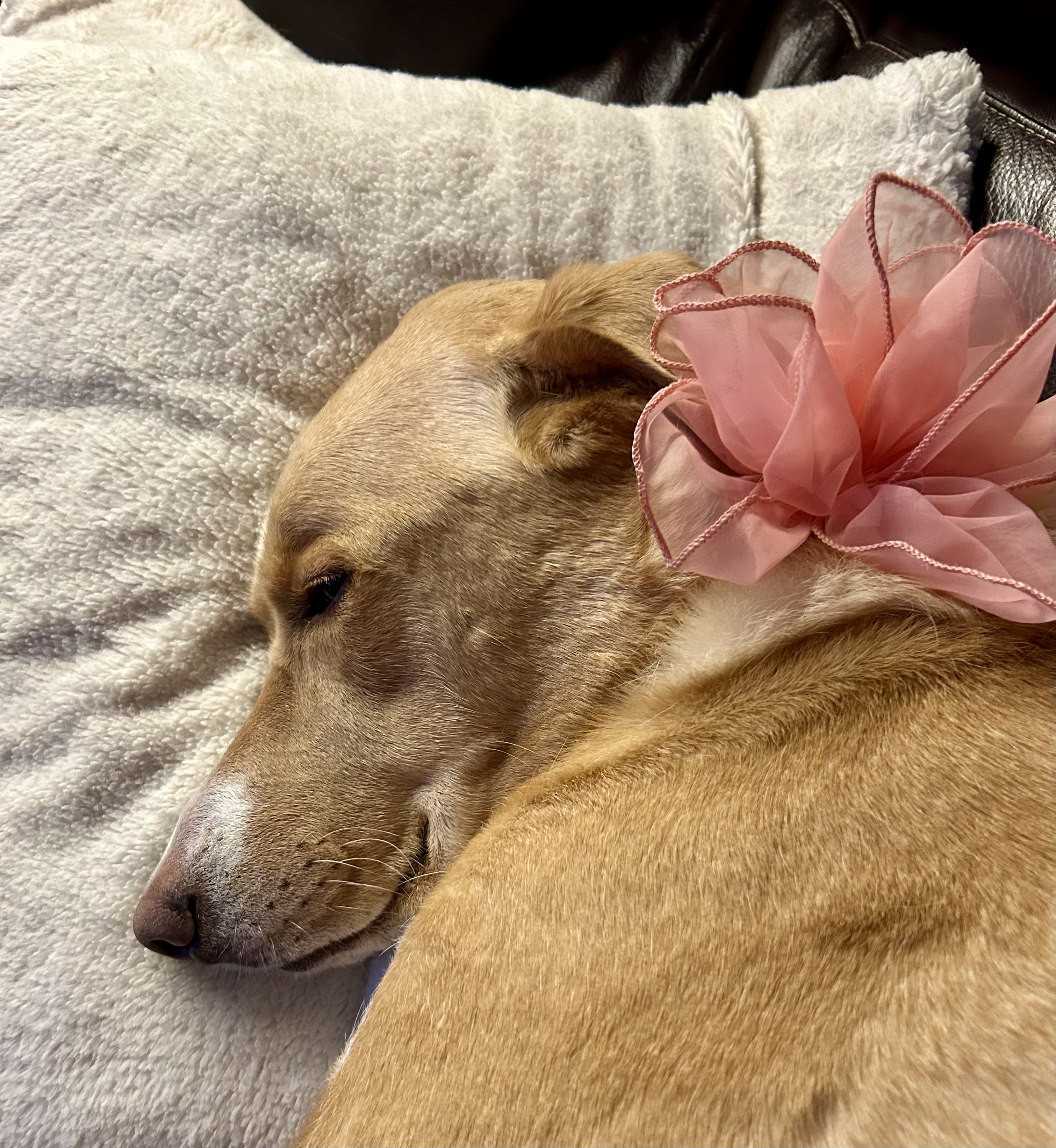Lola