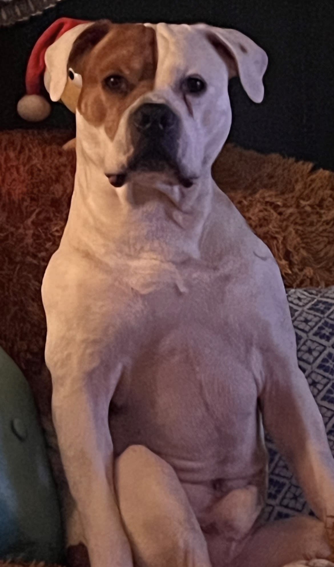 Nova