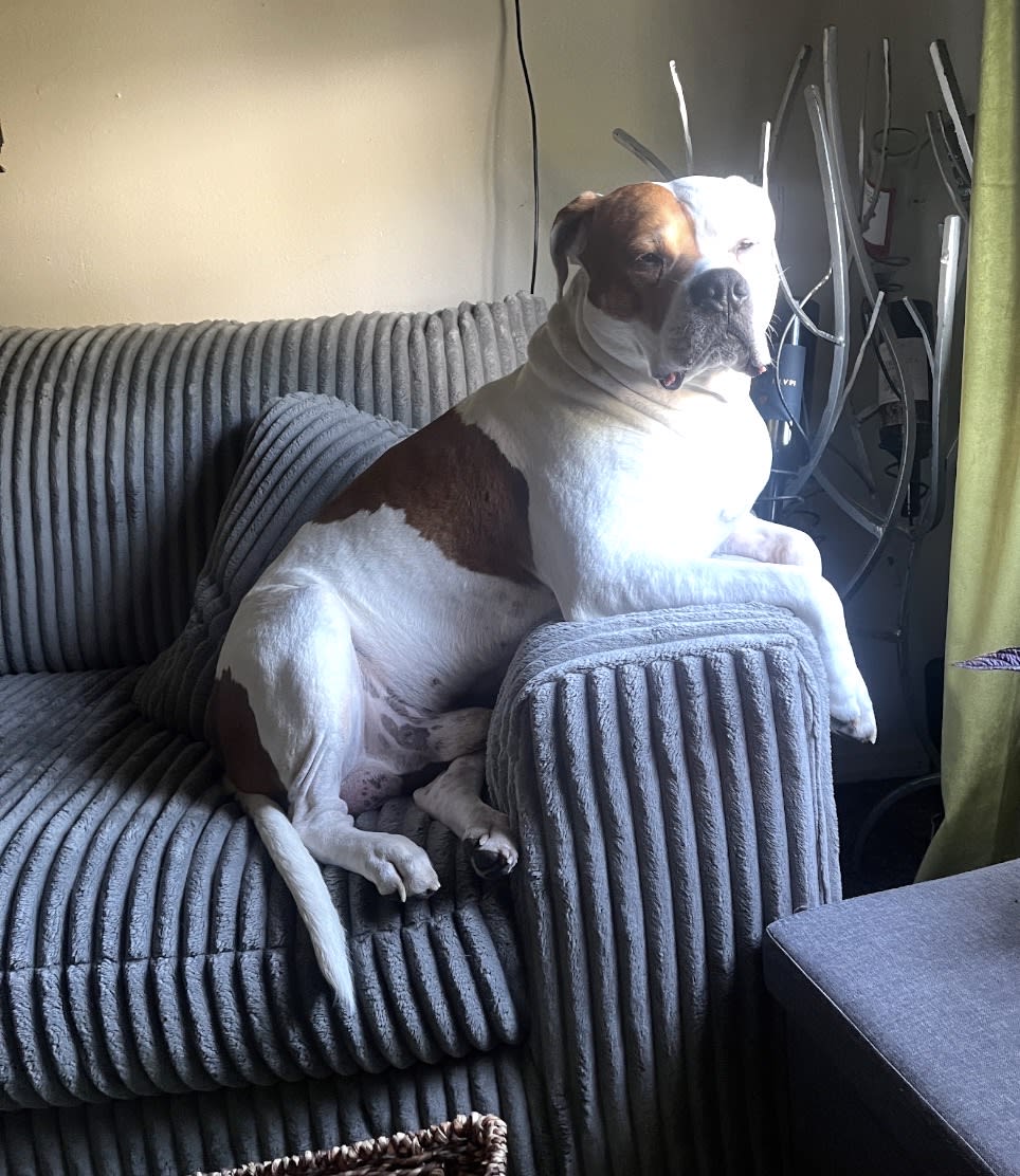 Nova
