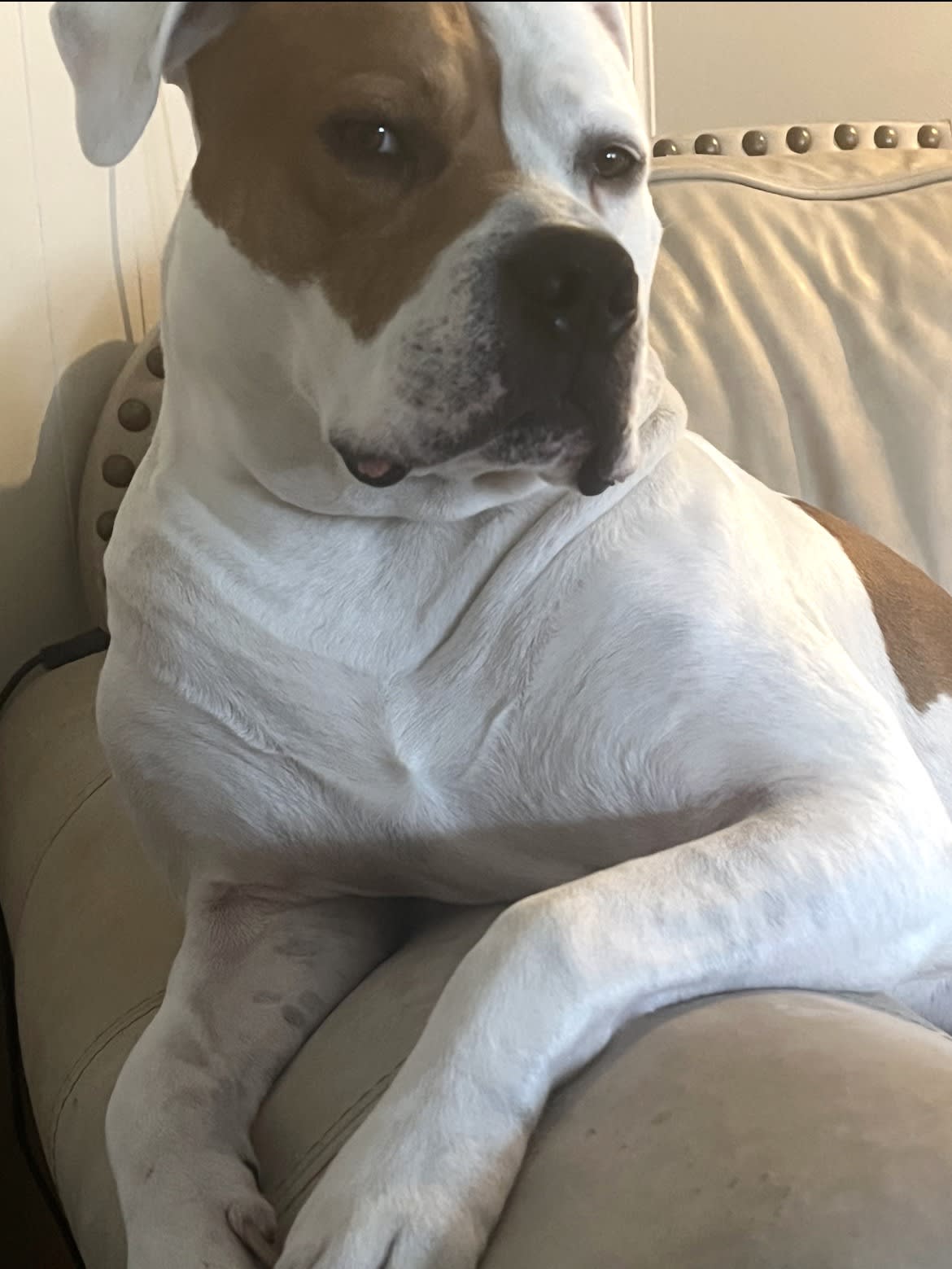 Nova