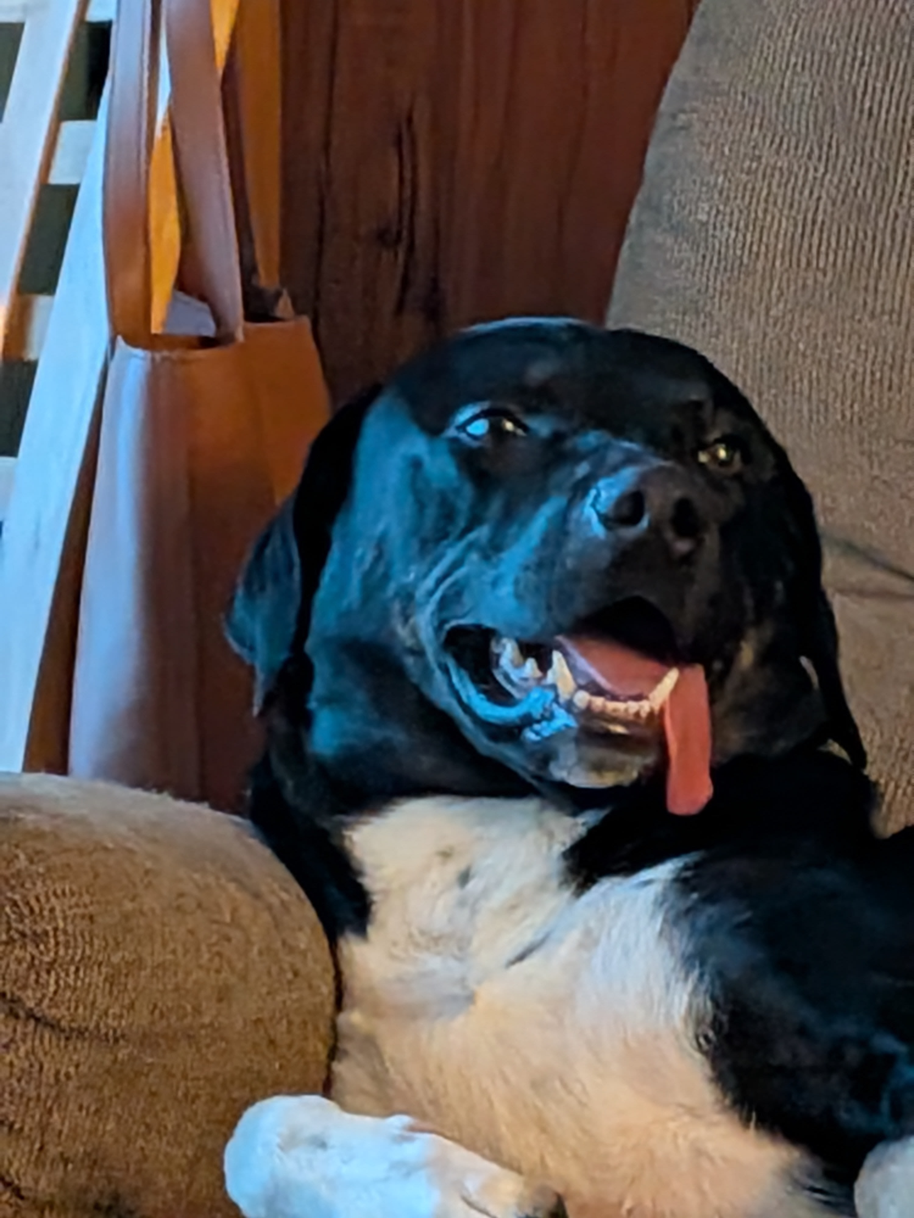 BUDDY