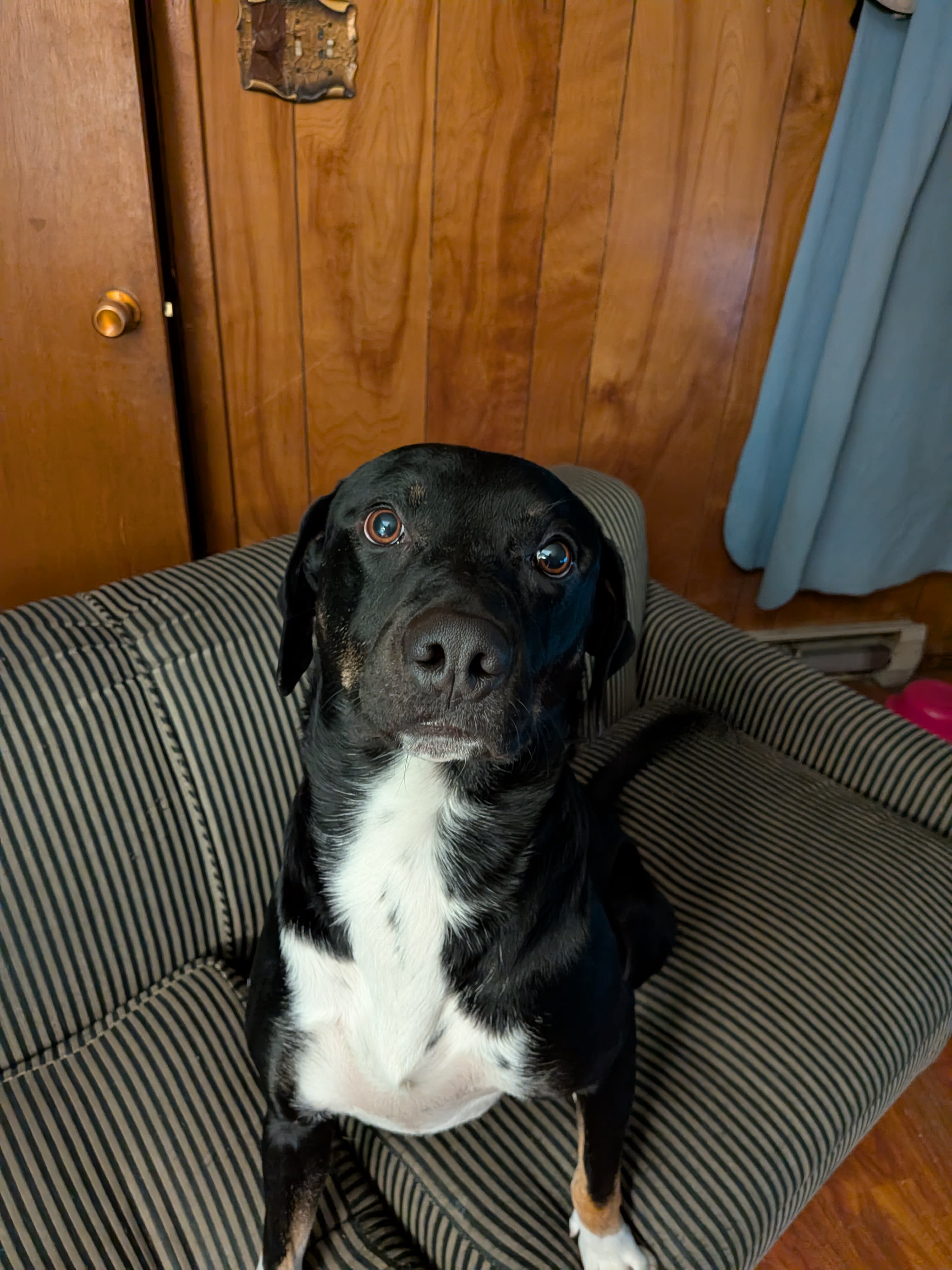 BUDDY