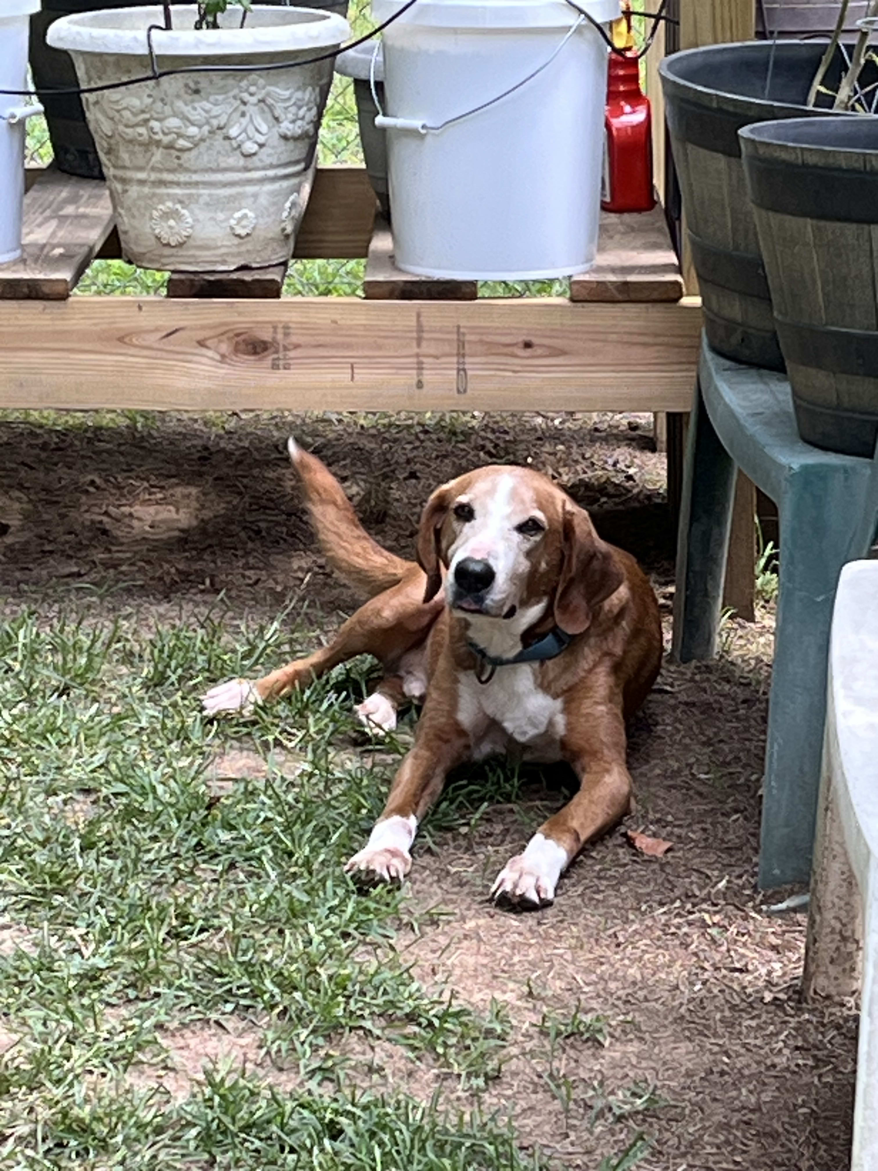 Cooper