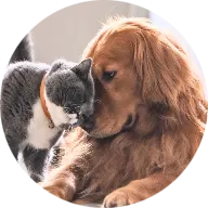 FPAC - Farmington Pet Adoption Center