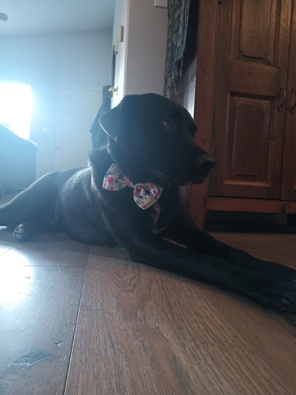 Bear