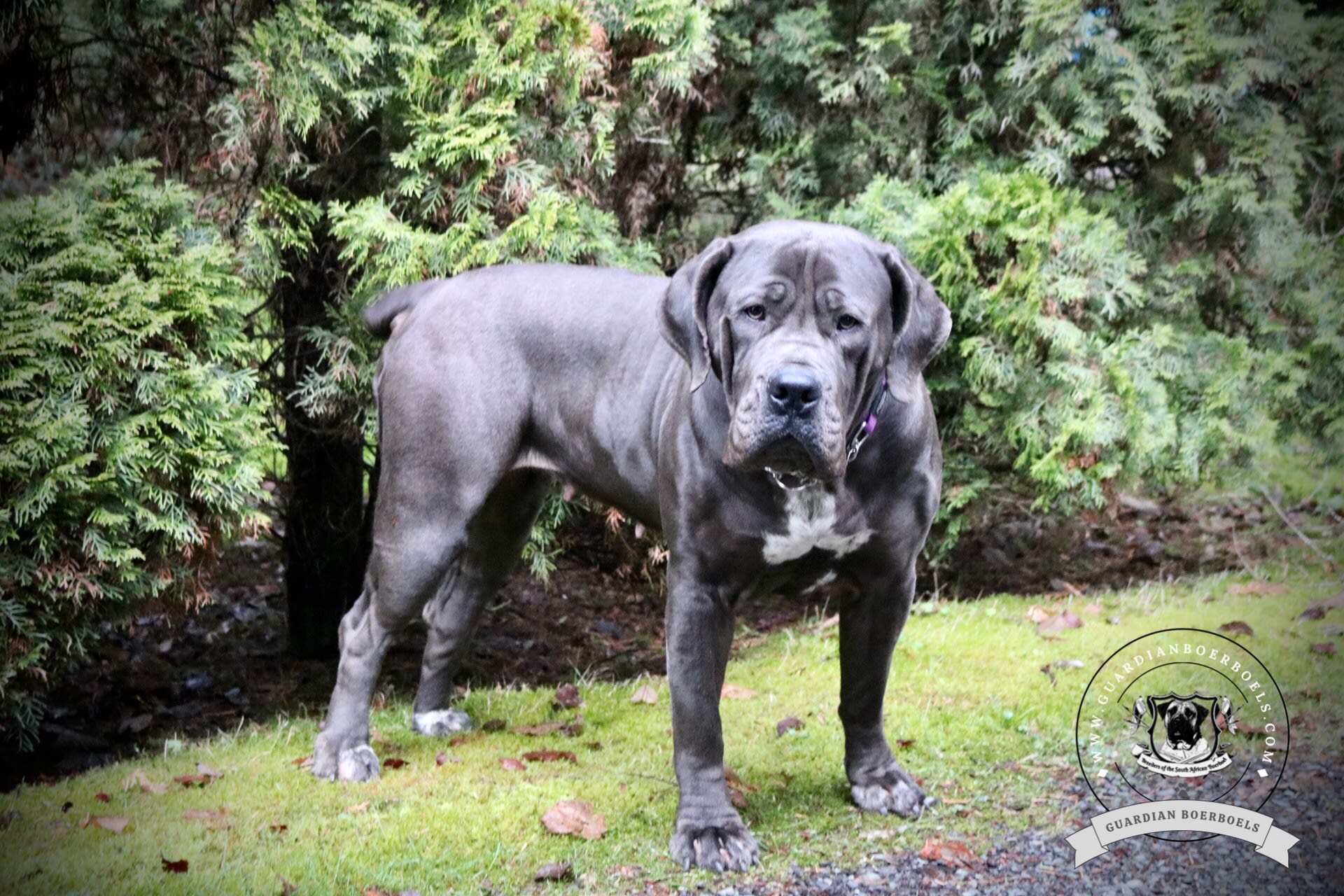 BlueBelle