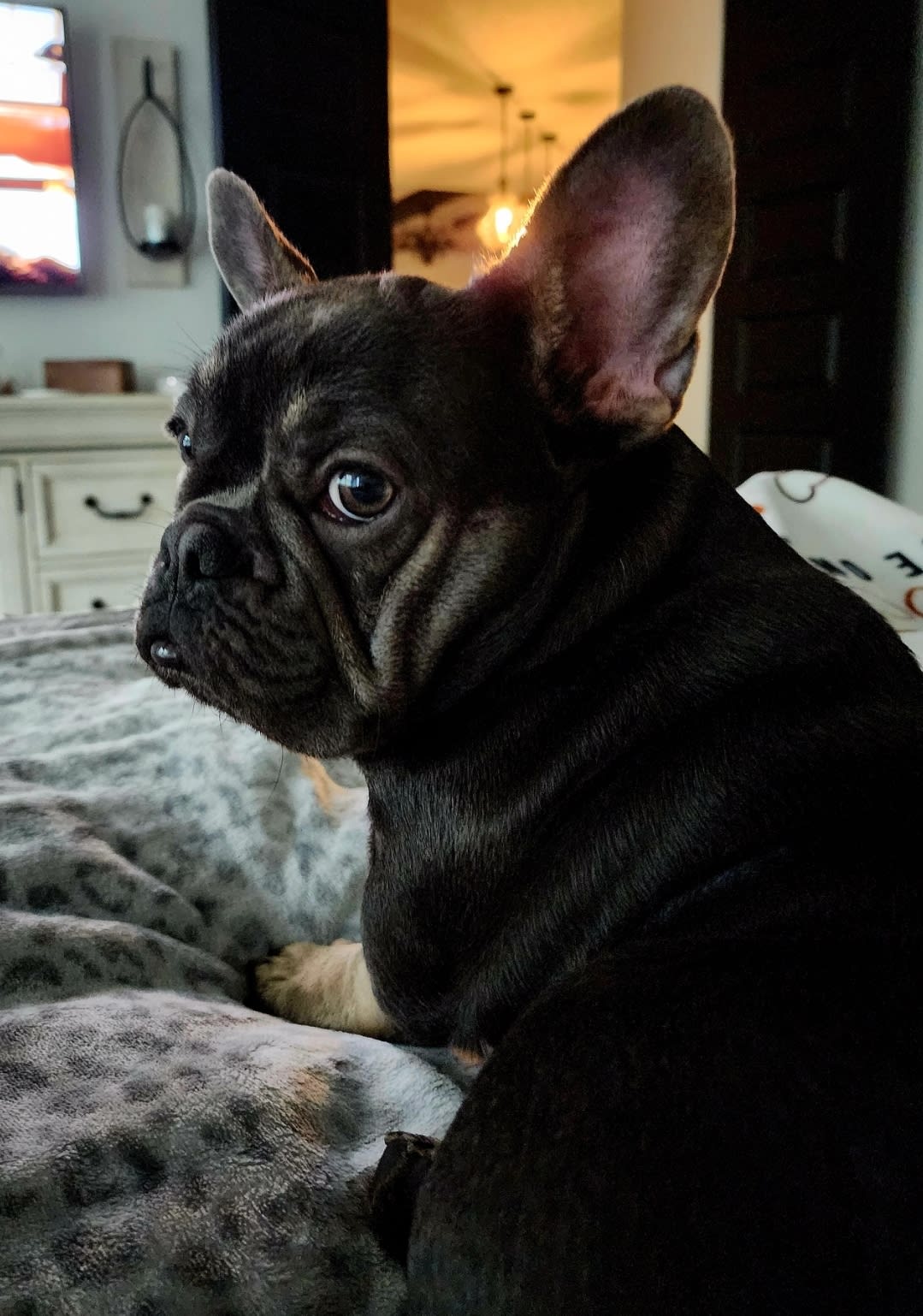 MeatBall