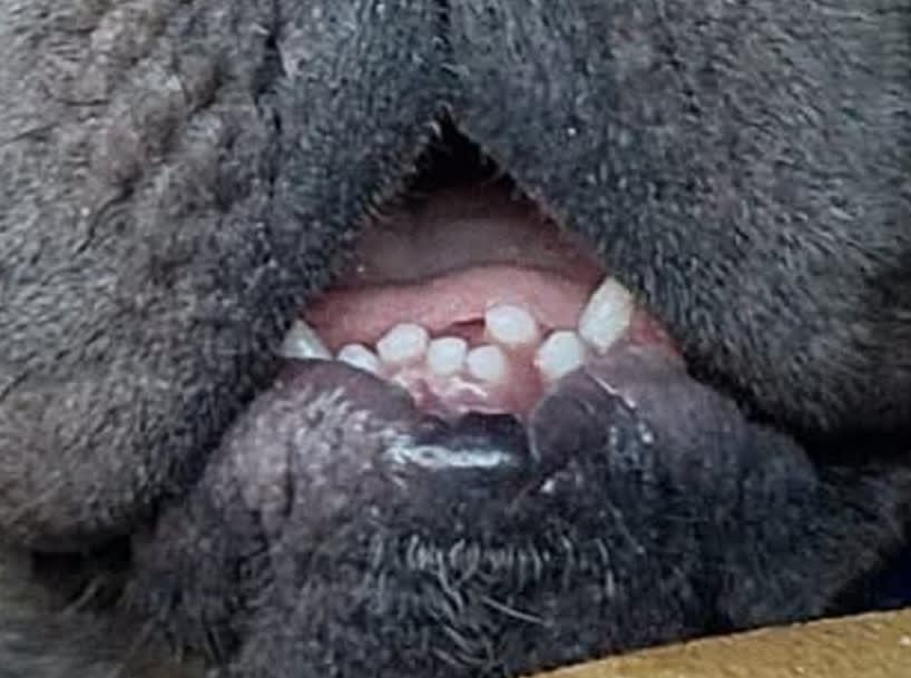 MeatBall