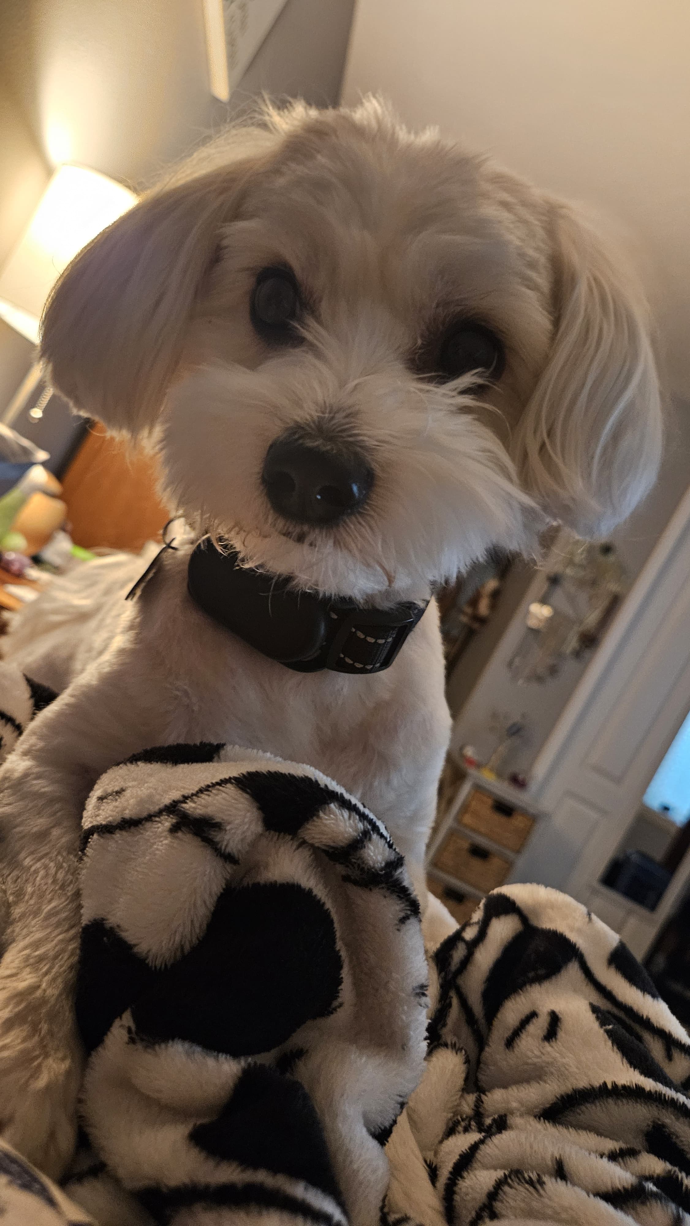 Milo