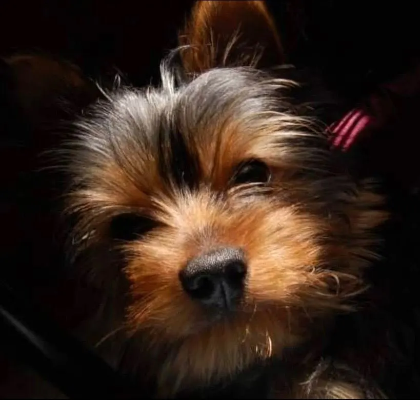 Ralphie