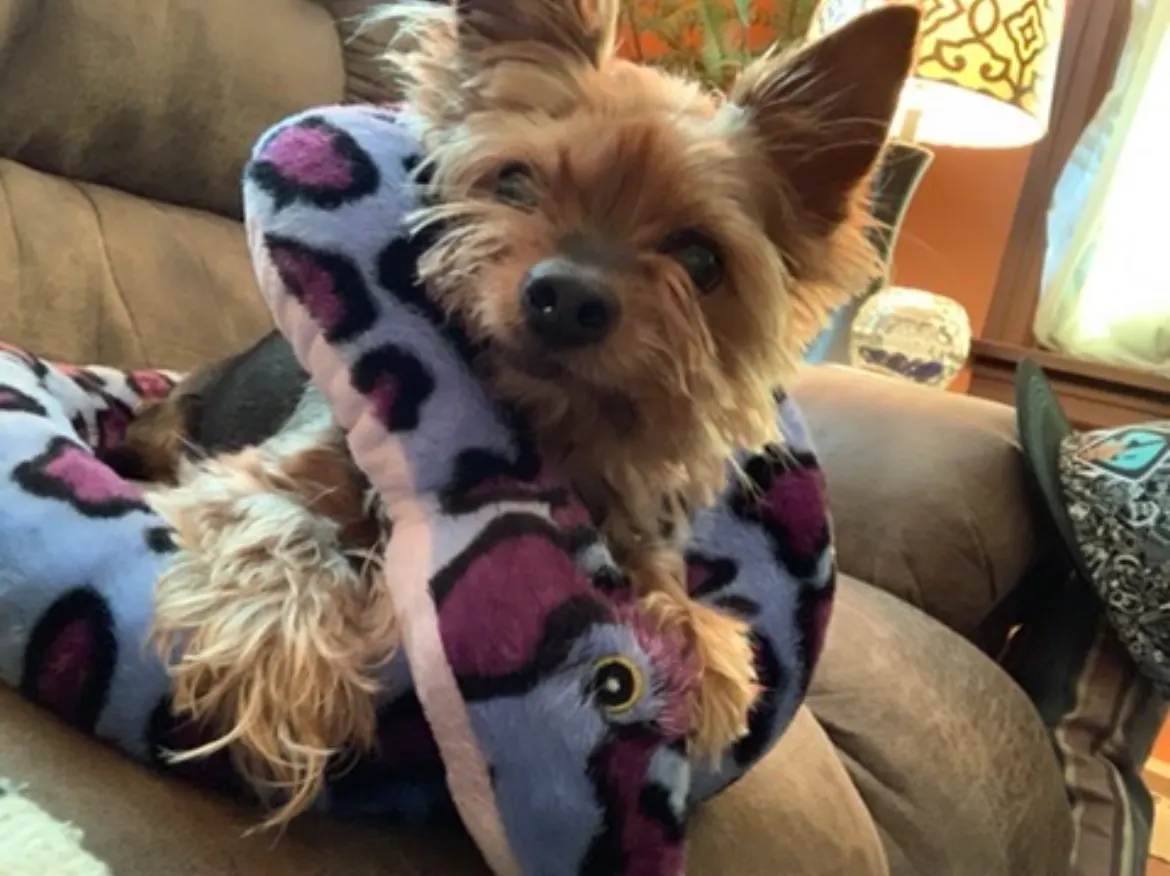 Ralphie