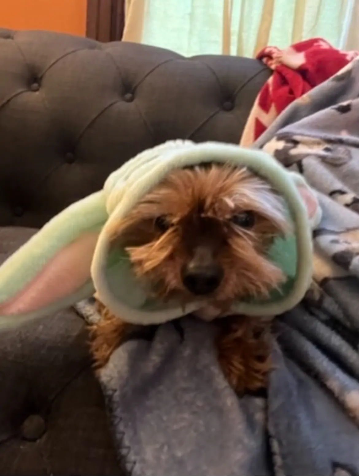 Ralphie