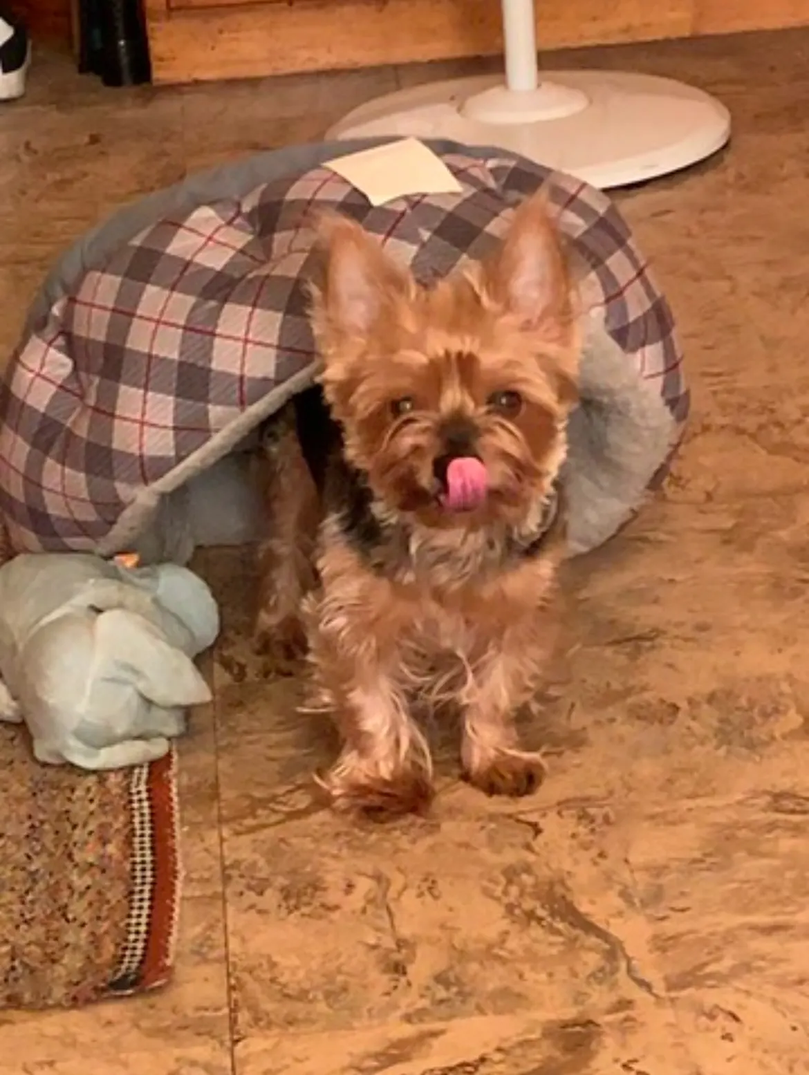 Ralphie