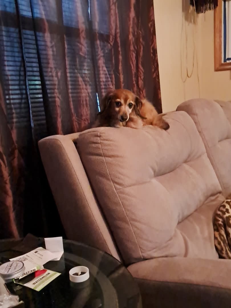 Penelope