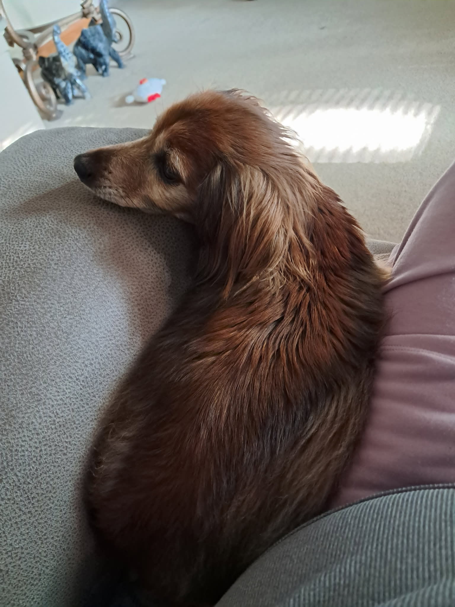 Penelope